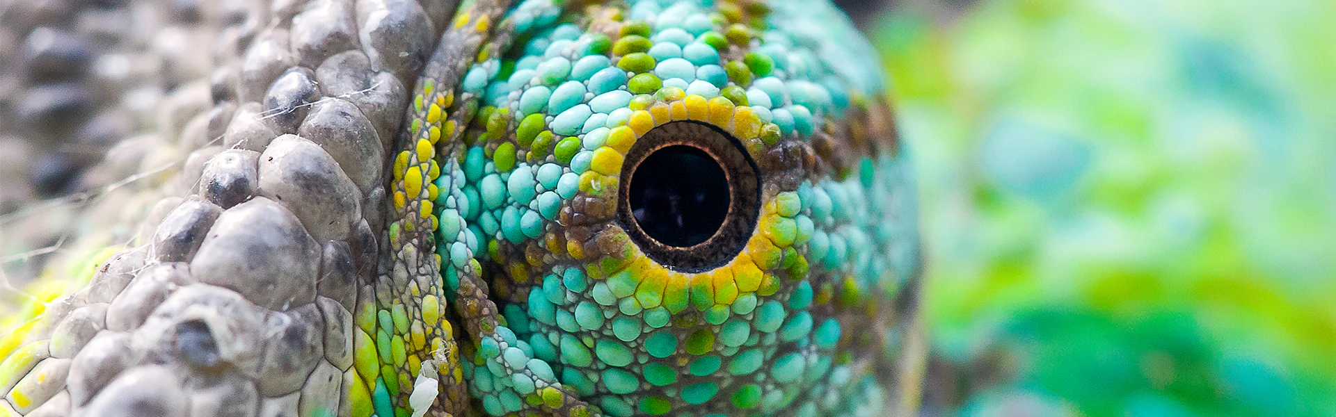 Exotic Reptiles Delivered Directly Home
