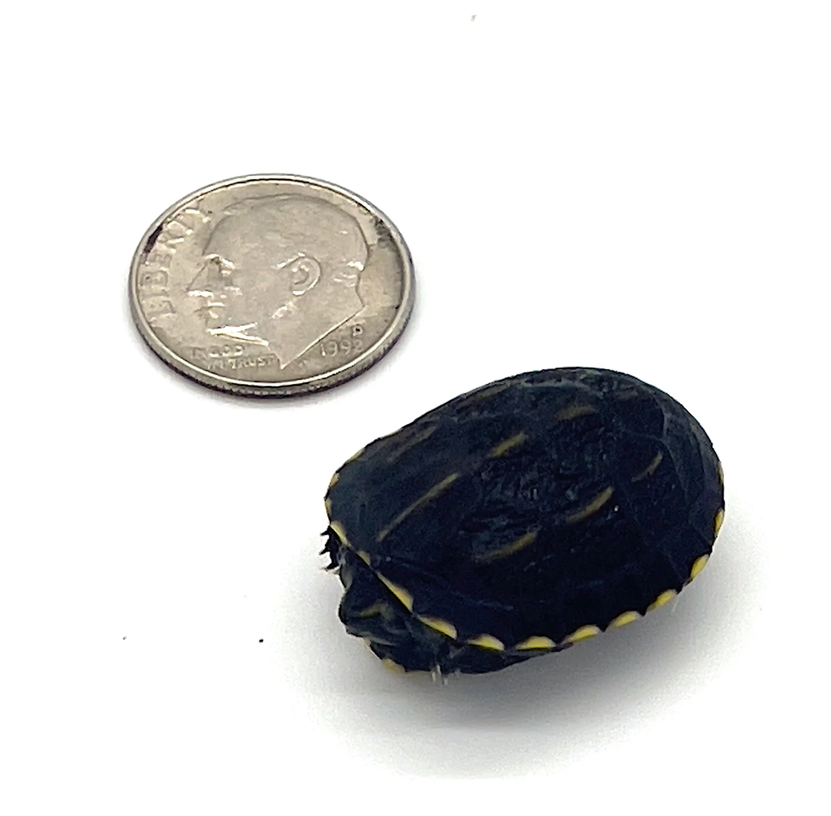 3 Stripe Mud Turtle - Image 2