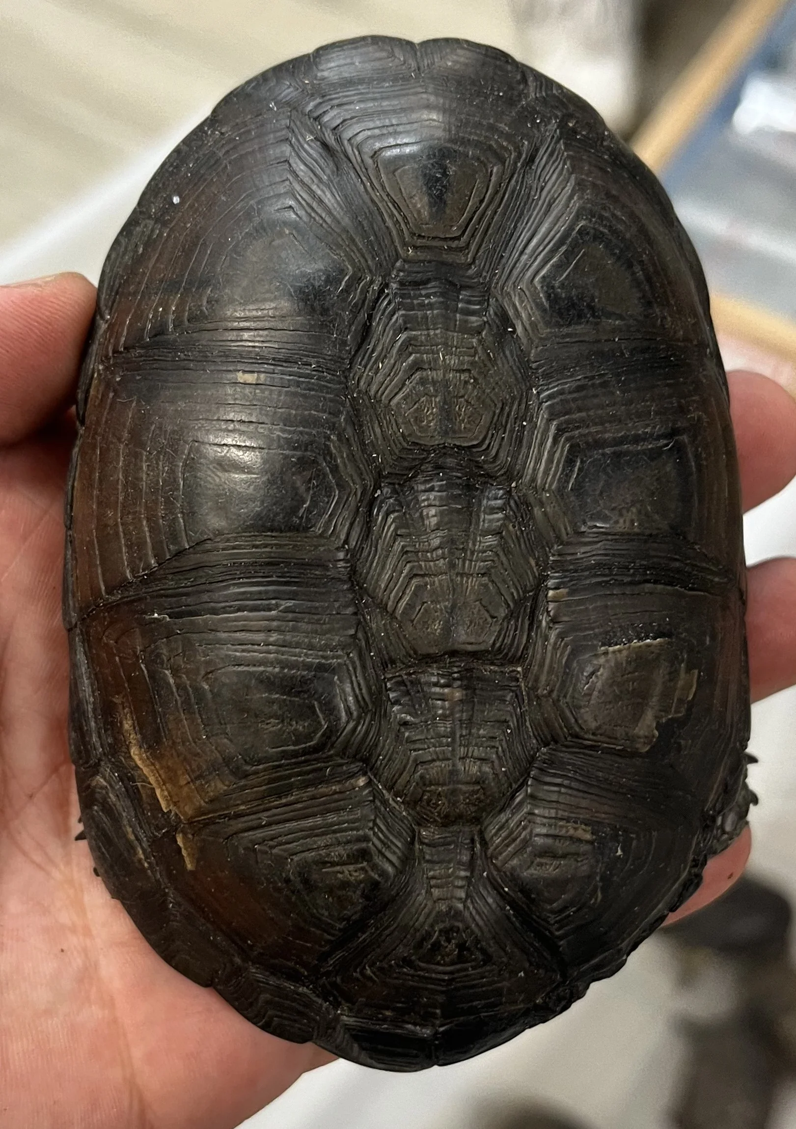 Adult Congo Dwarf Mud Turtle (Pelusios nanus) - Image 2