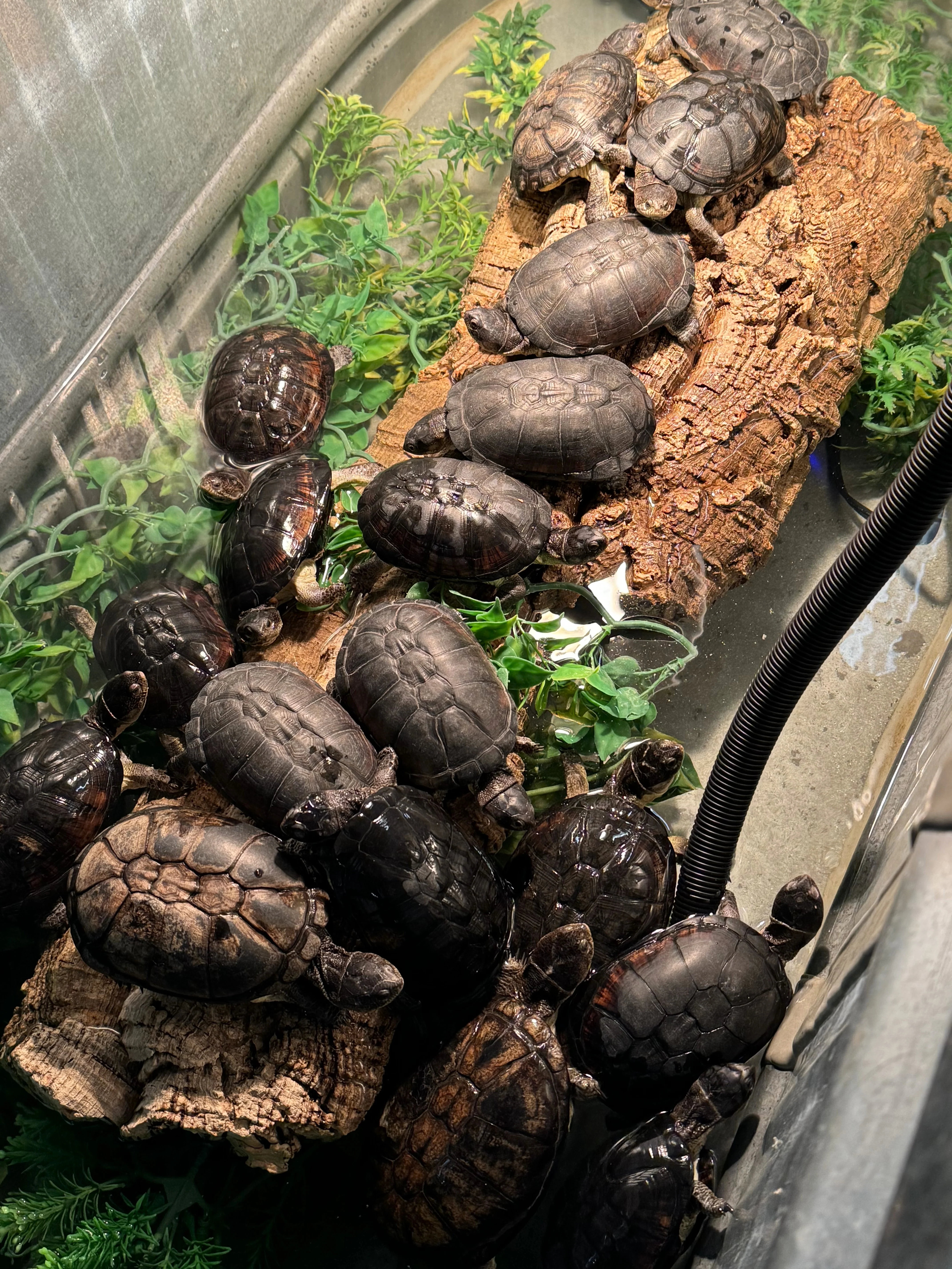 Adult Congo Dwarf Mud Turtle (Pelusios nanus) - Image 3