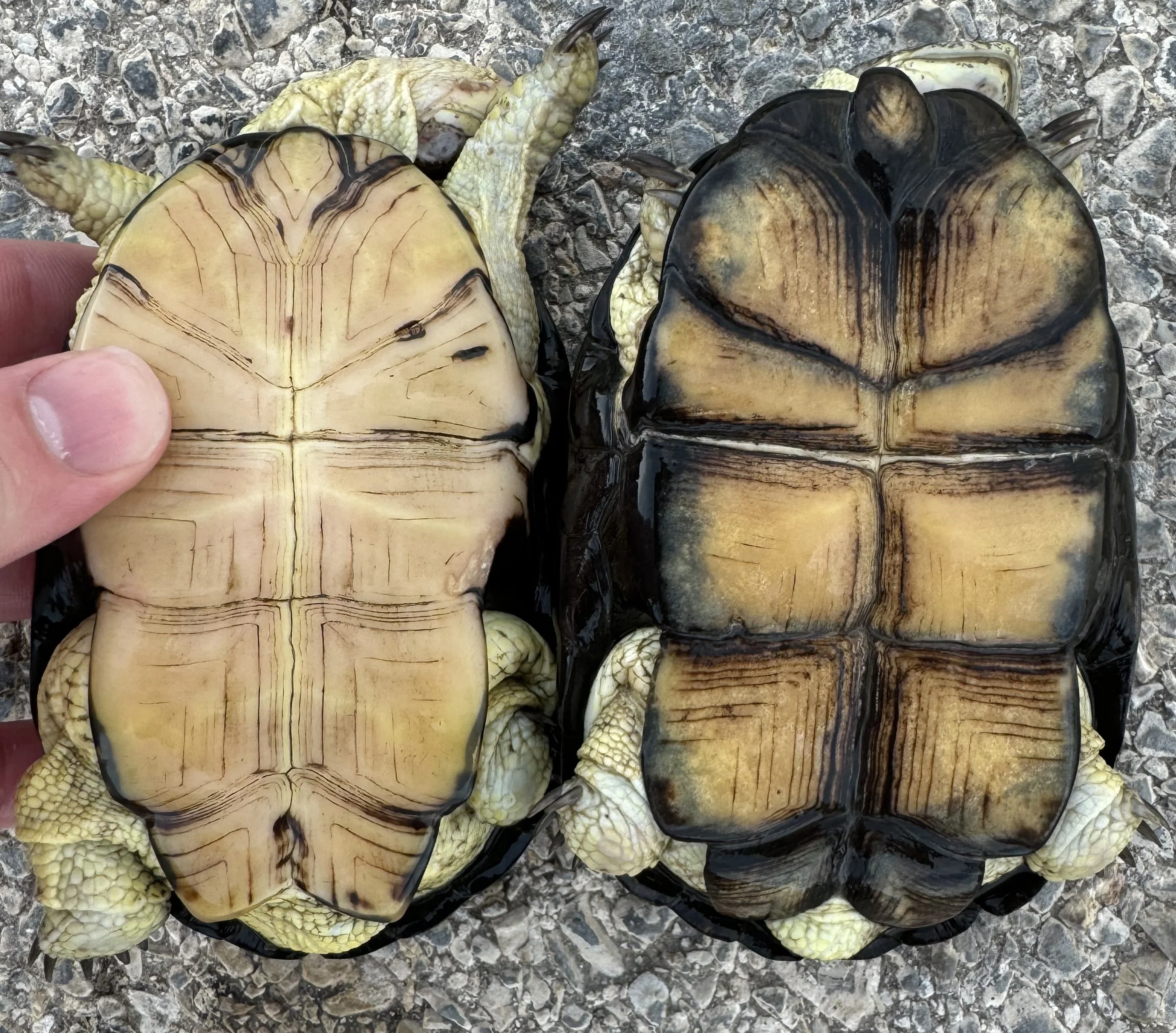Adult Congo Dwarf Mud Turtle (Pelusios nanus) - Image 4