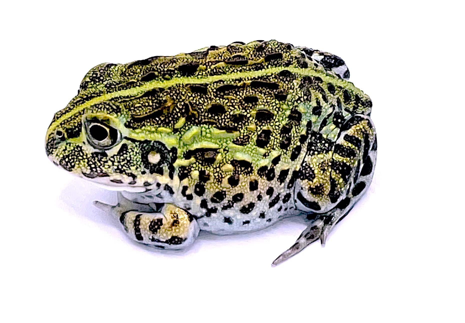 African Giant Pixie Frog (Pyxicephalus adspersus) - Image 3