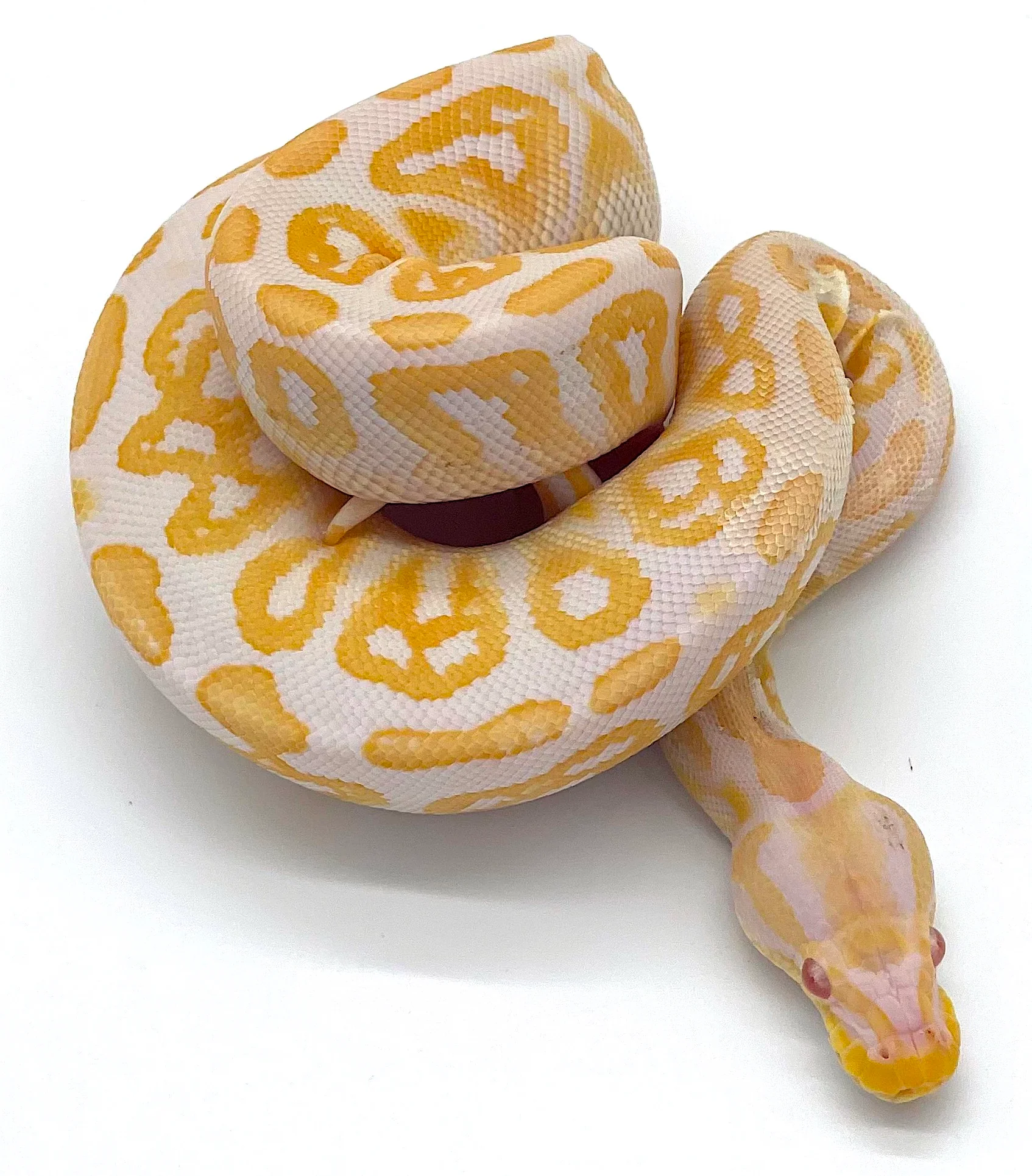 Albino Black Pastel