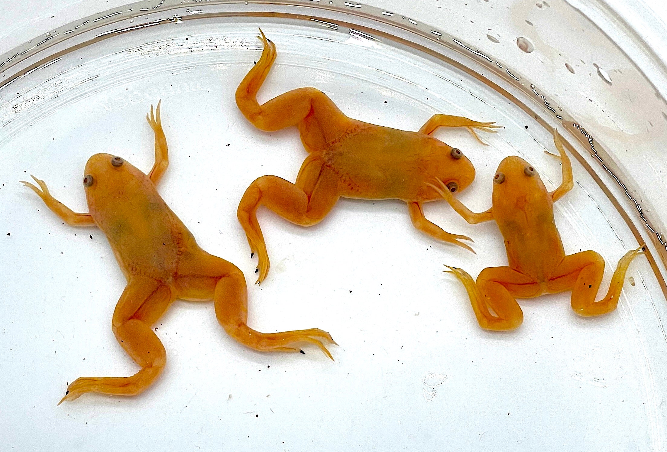 Albino Clawed Frog