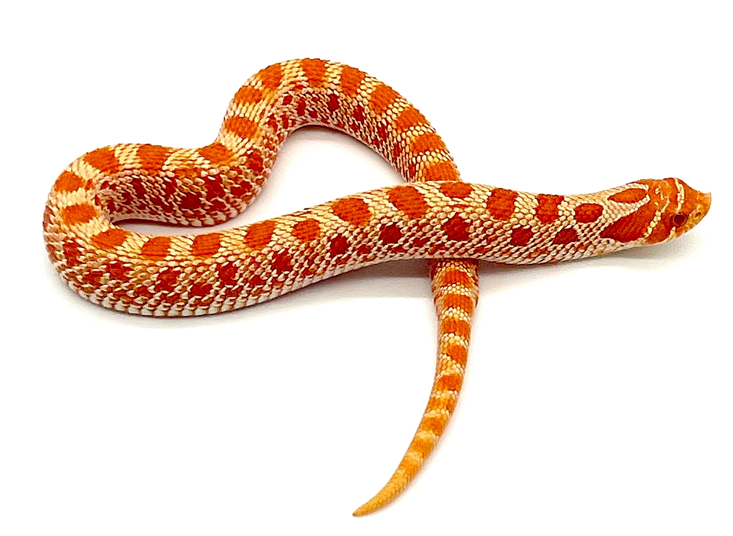 Albino Conda Western Hognose