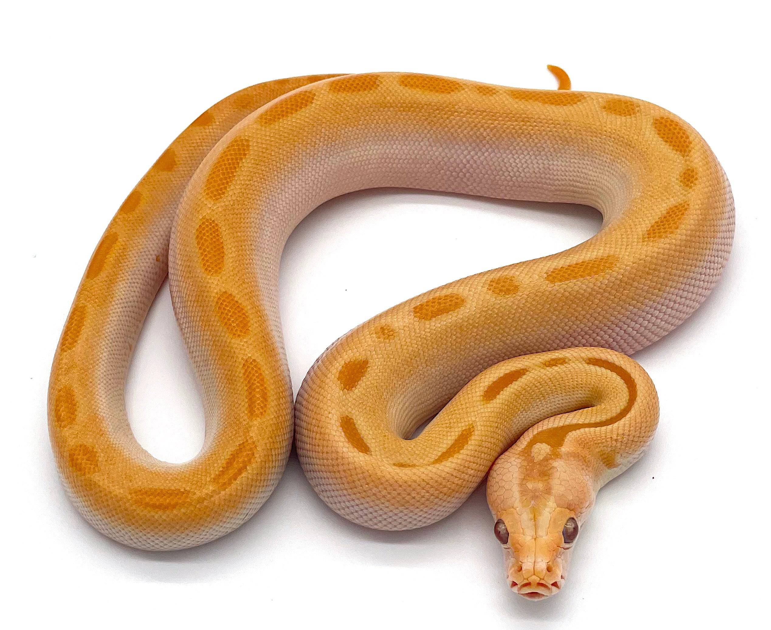 Albino Green Burmese Python