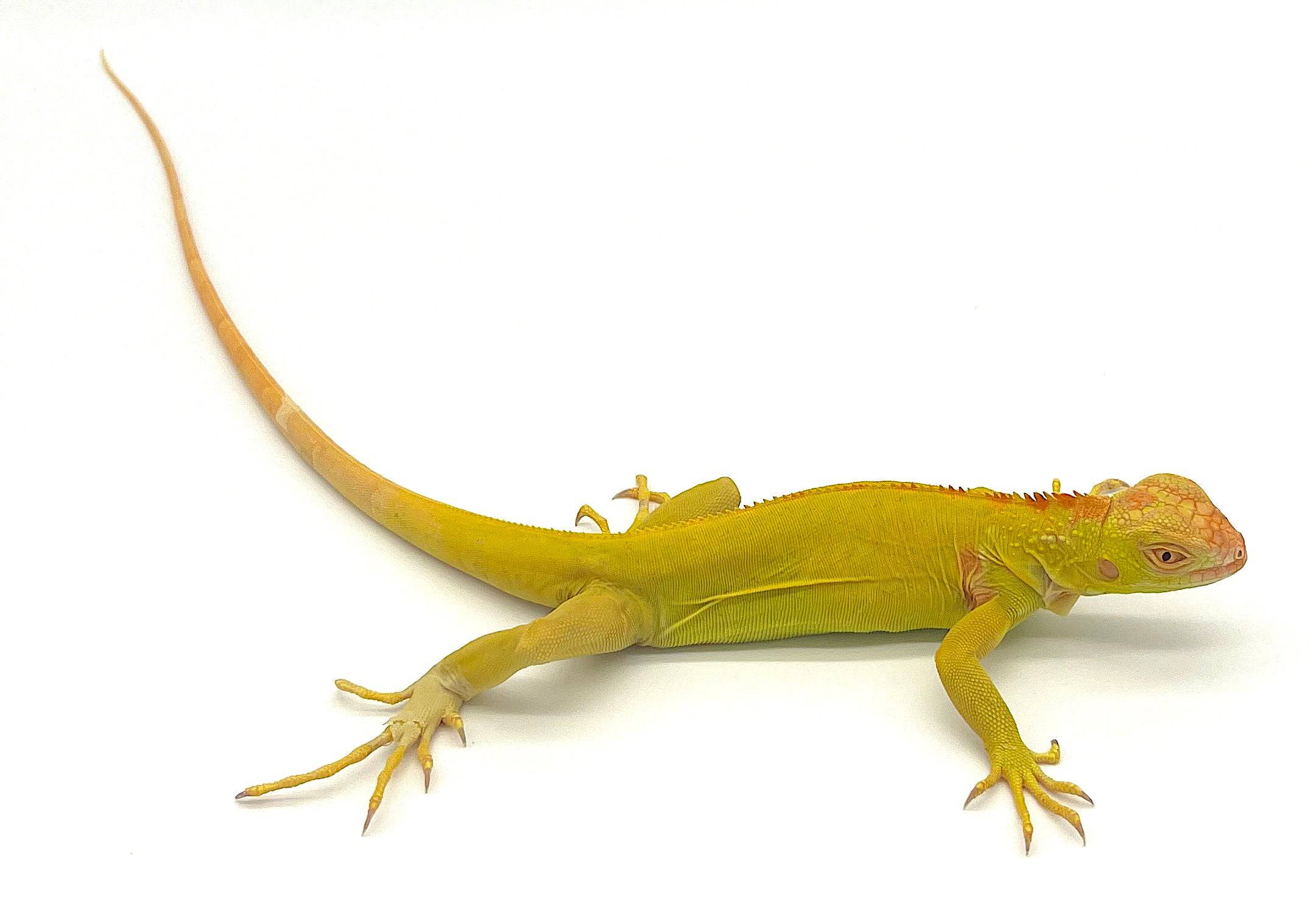 Albino Iguana - Image 2