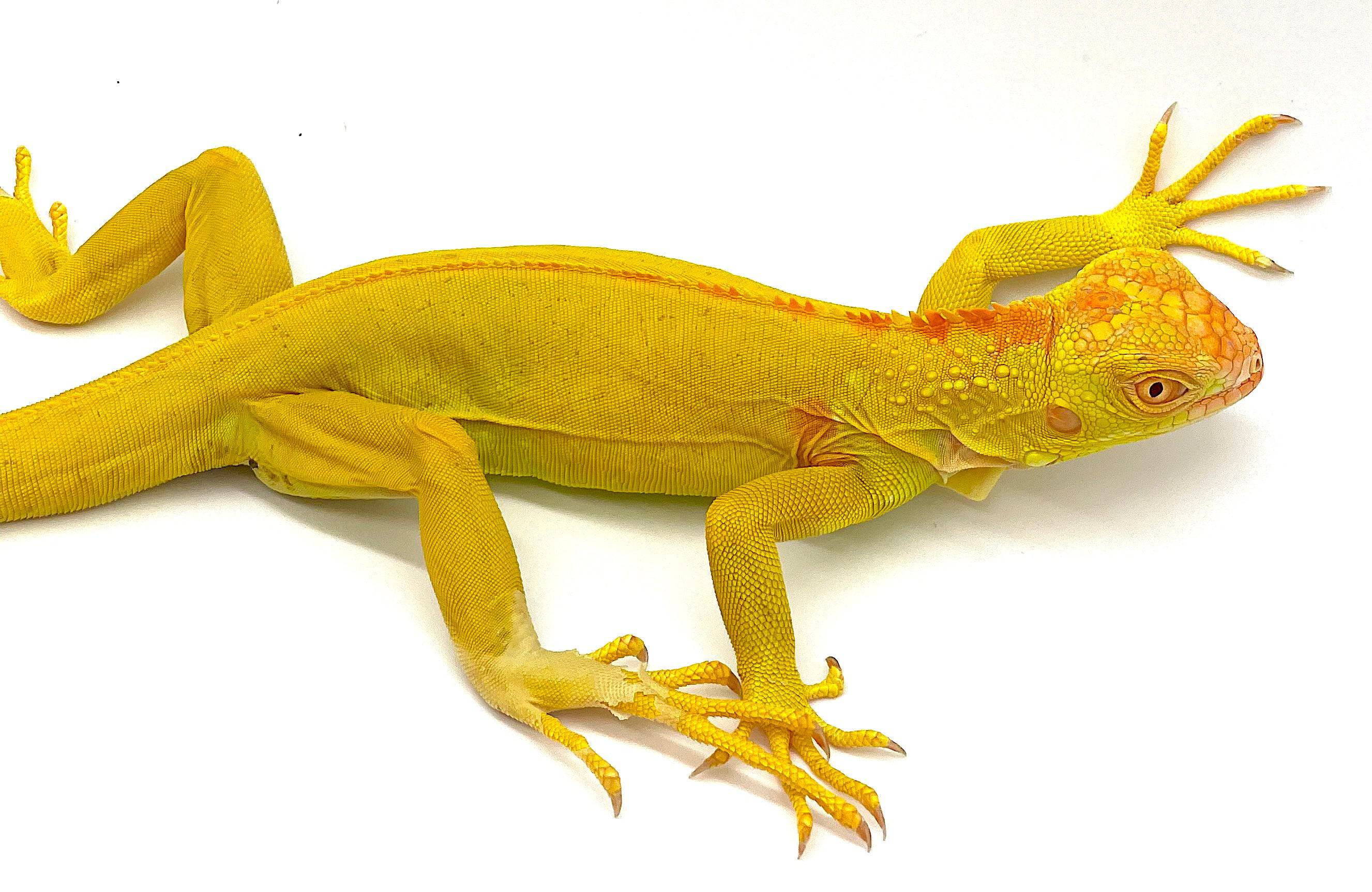 Albino Iguana - Image 3