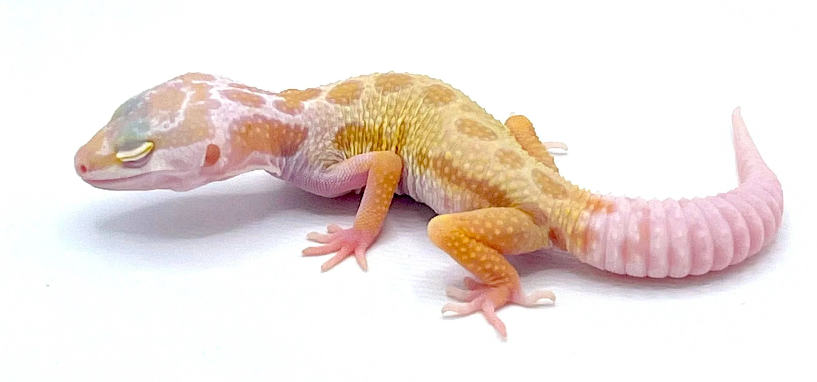 Albino leucistic Leopard gecko