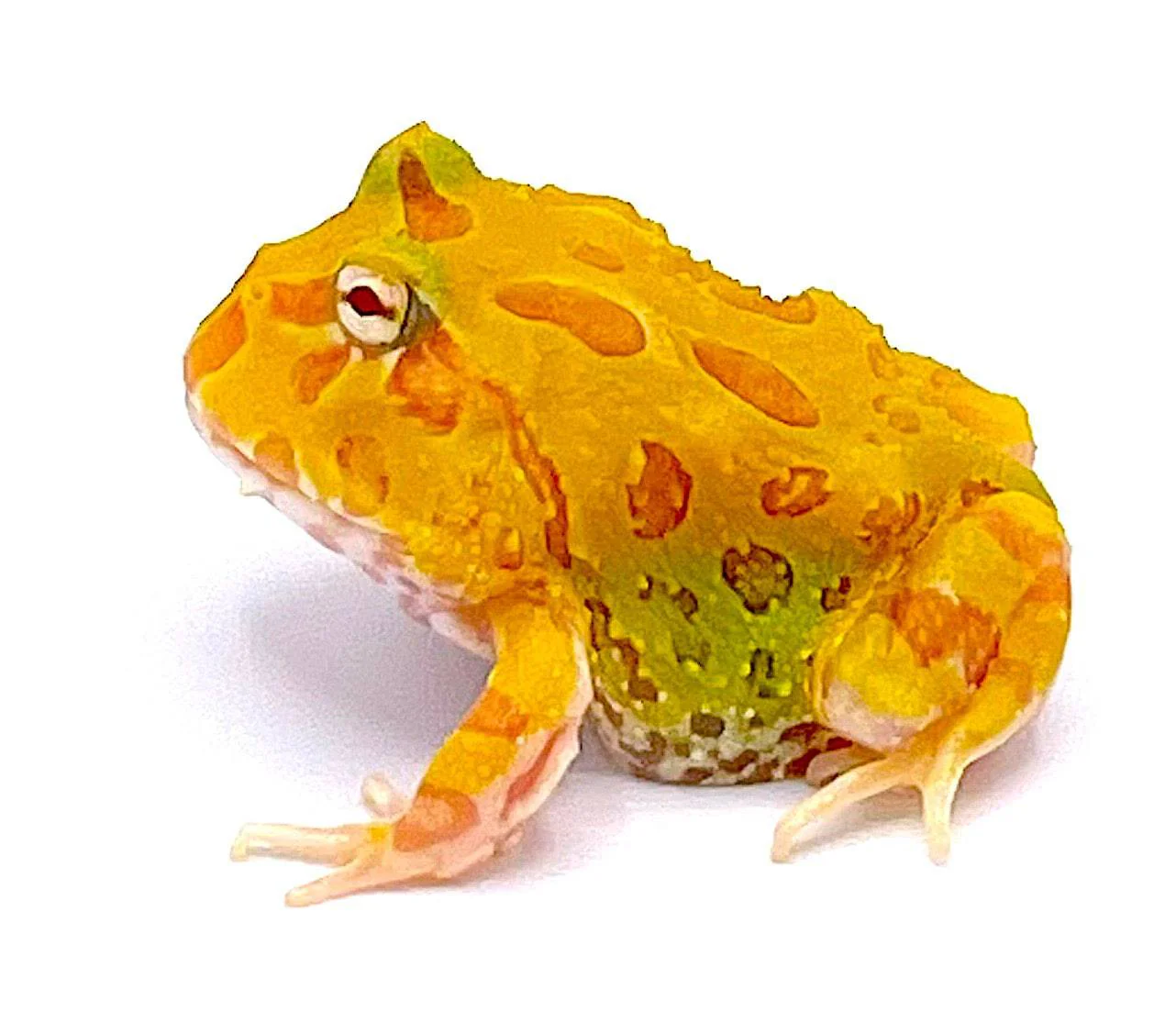 Albino Pacman