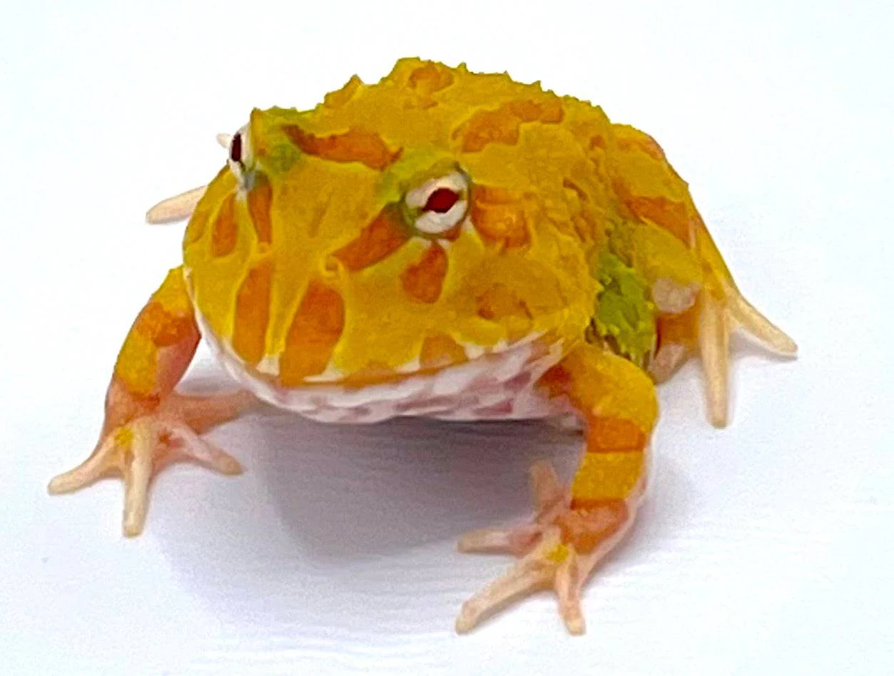 Albino Pacman - Image 2