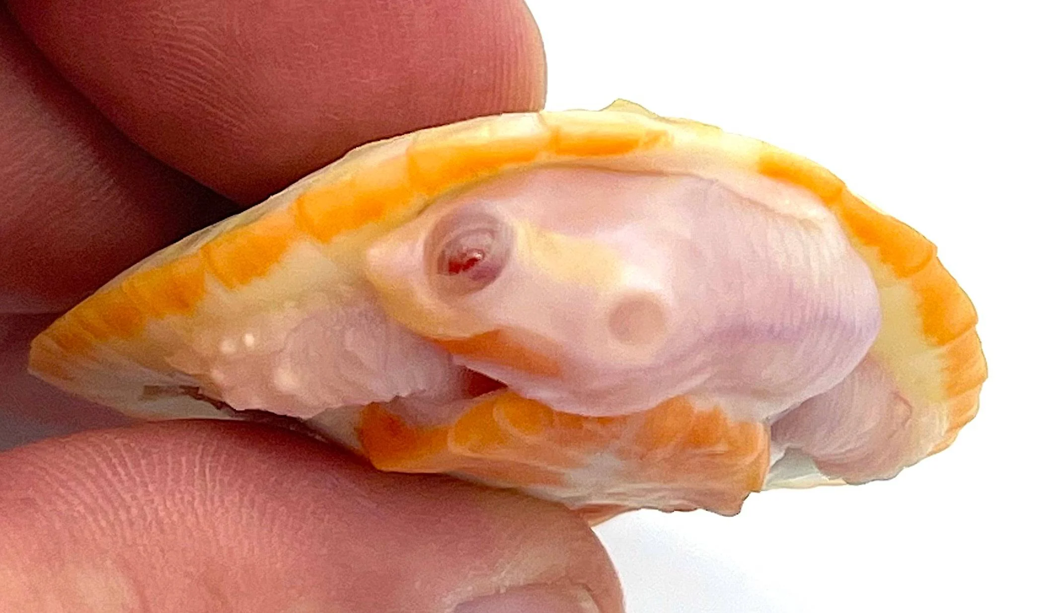 Albino Pink Belly Side Neck Turtle - Image 3