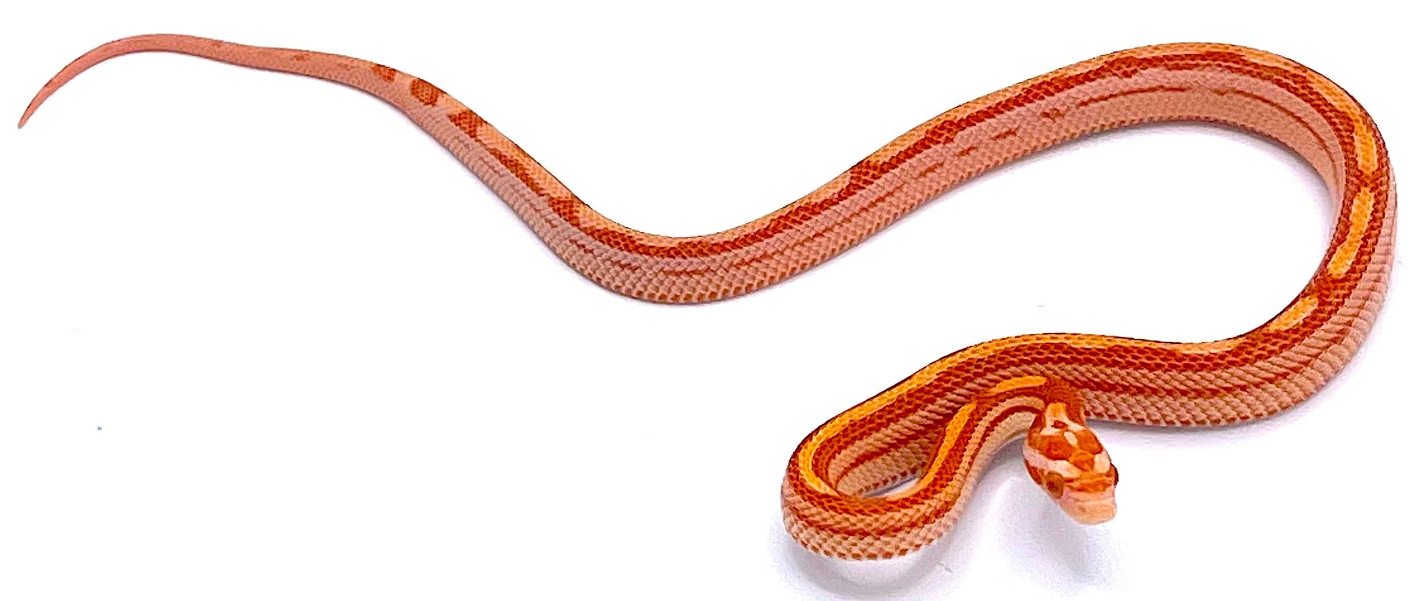 Albino Striped Corn Snake