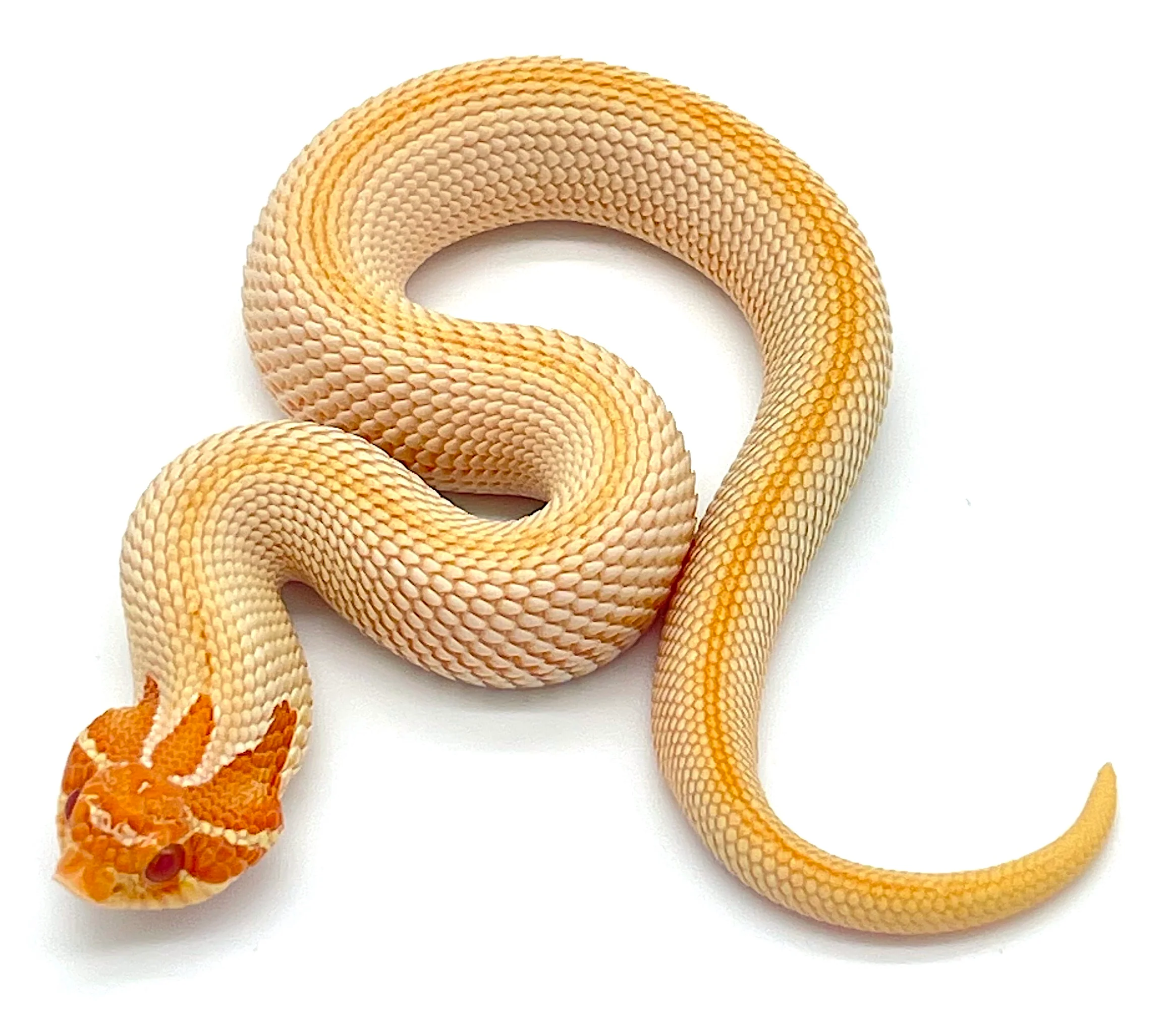 Albino Super Conda Western Hognose