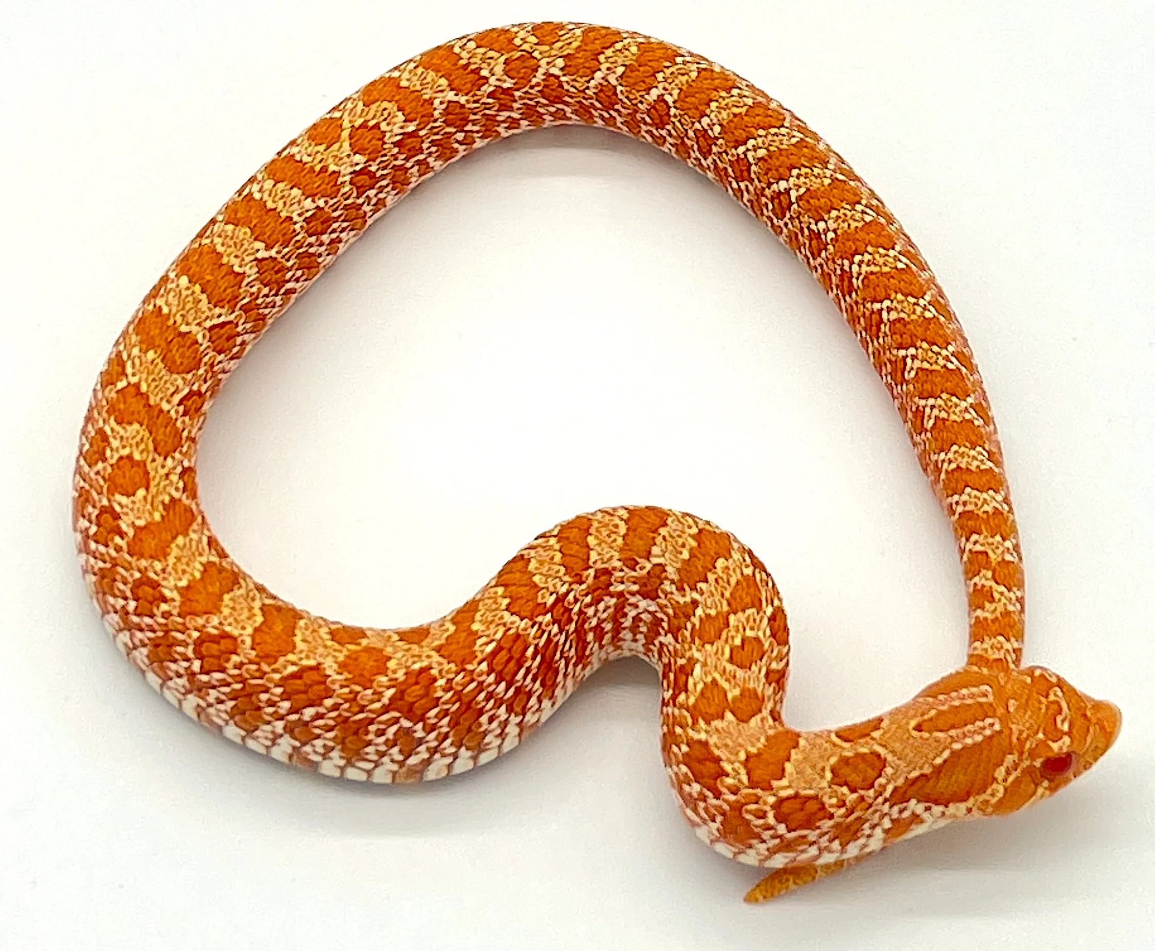 Albino Western Hognose