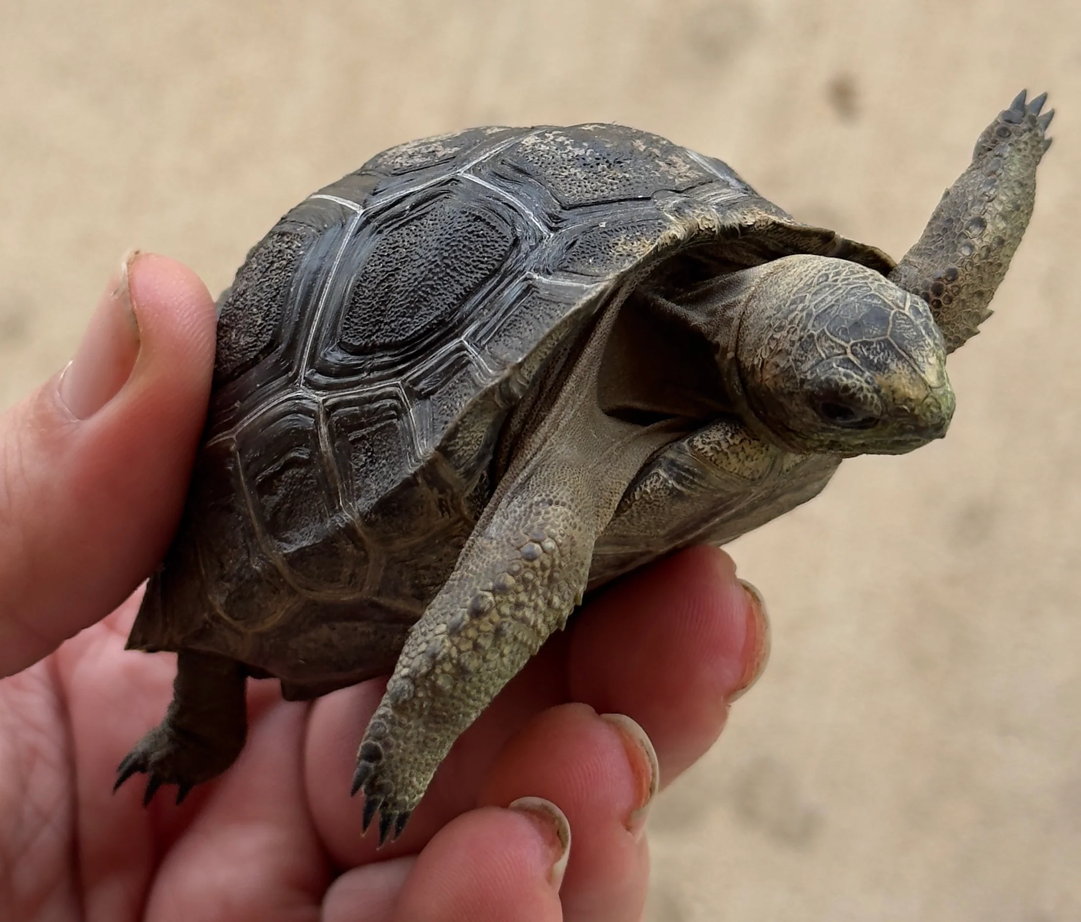 Aldabra Tortoise Baby (AT1) - Image 2