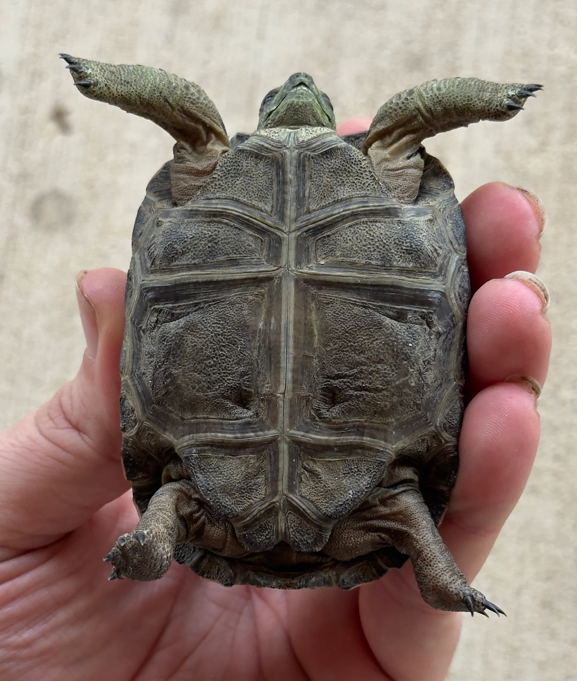 Aldabra Tortoise Baby (AT1) - Image 3