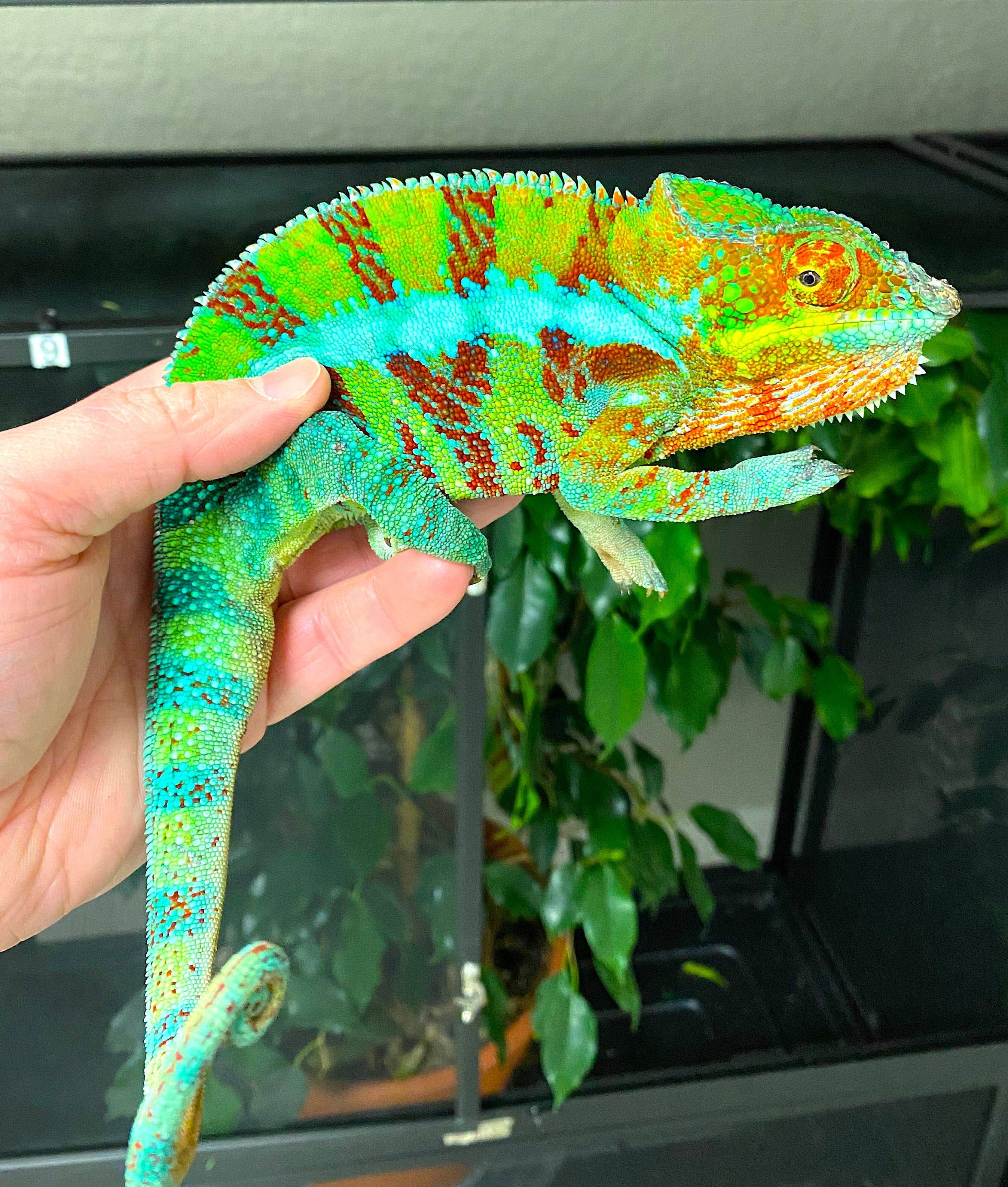 ADULT Ambanja Panther Chameleon