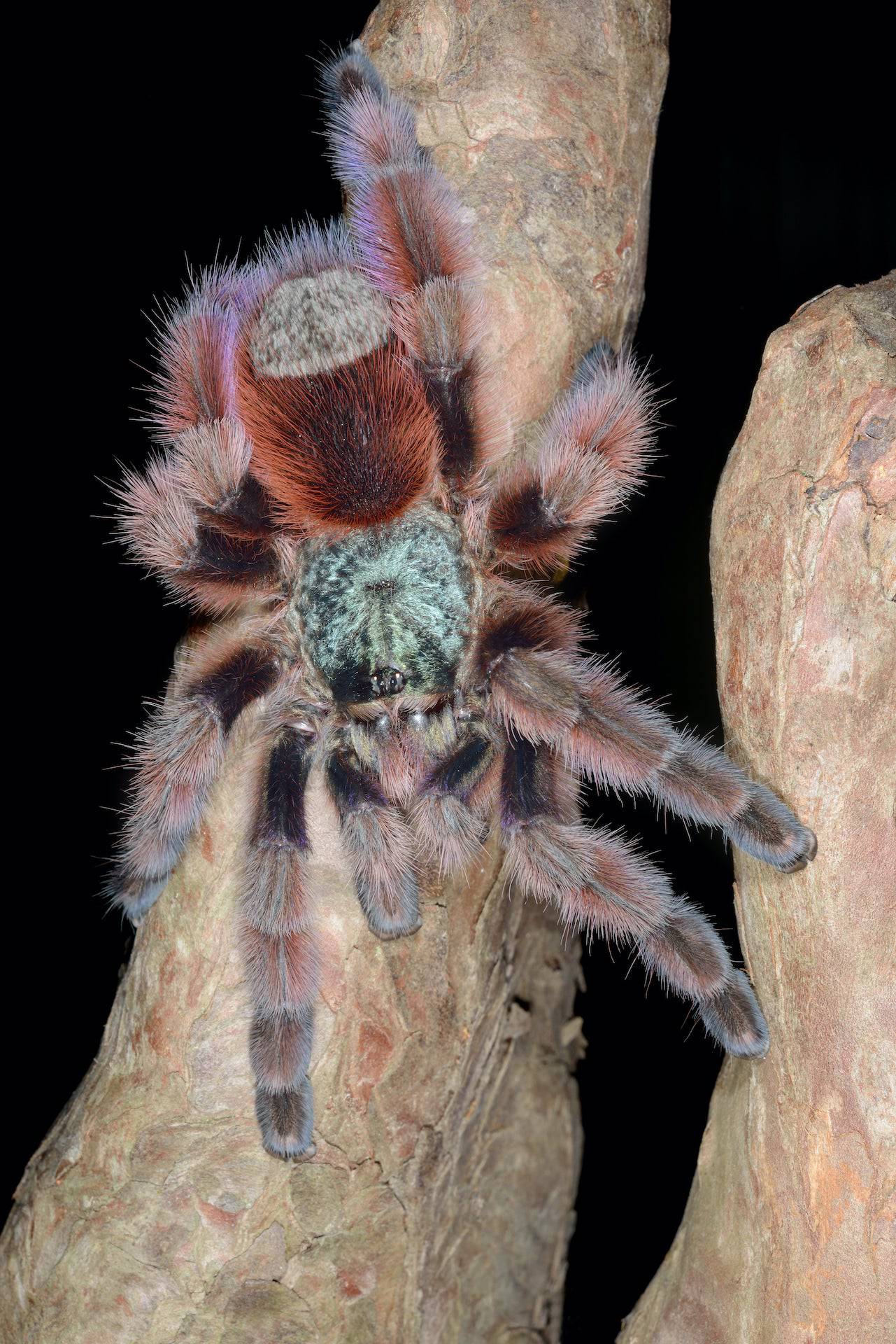 Antilles Pink Toe Tarantula (A. versicolor) - Image 2