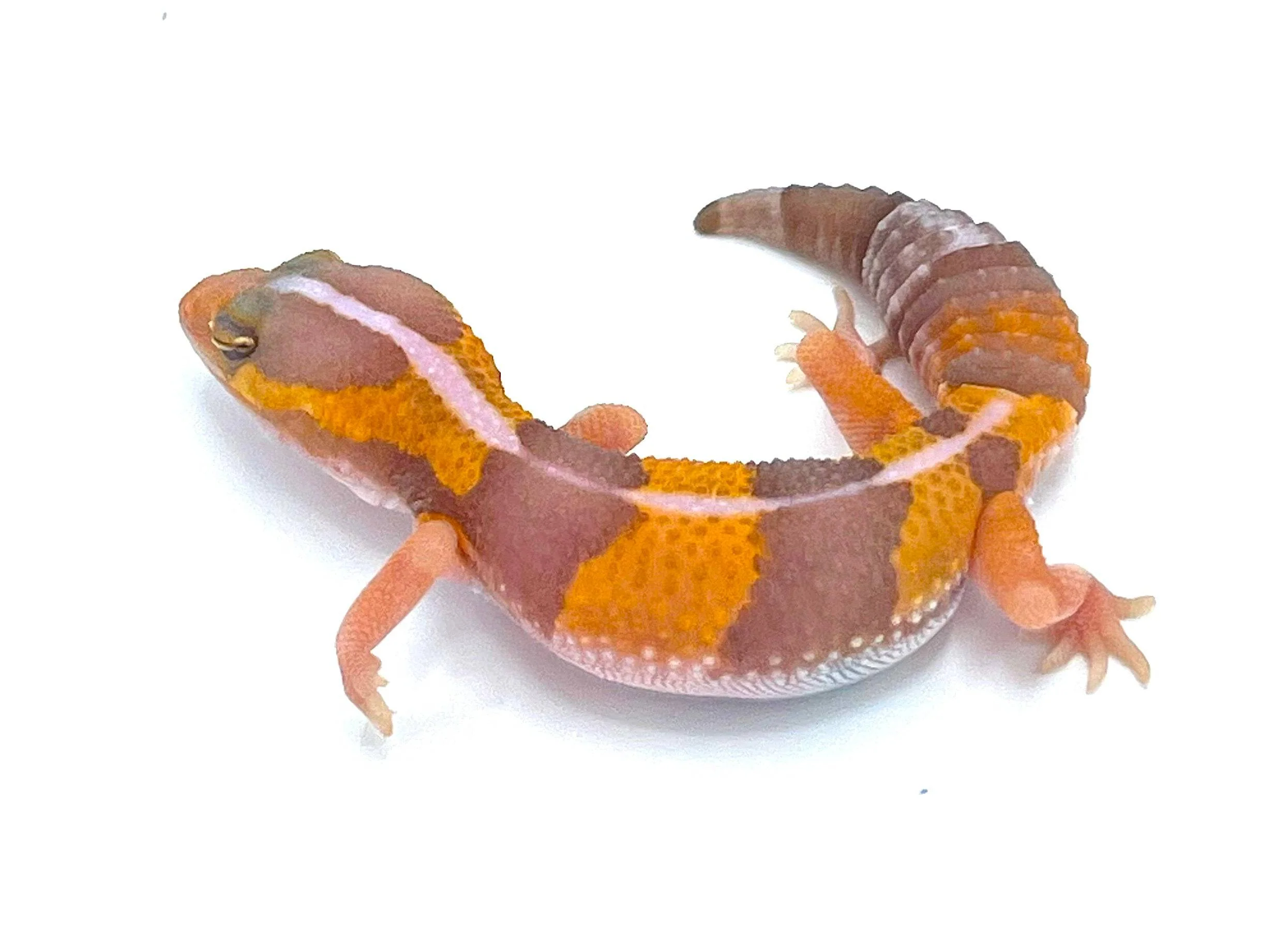 Apricot Albino African Fat Tail Gecko