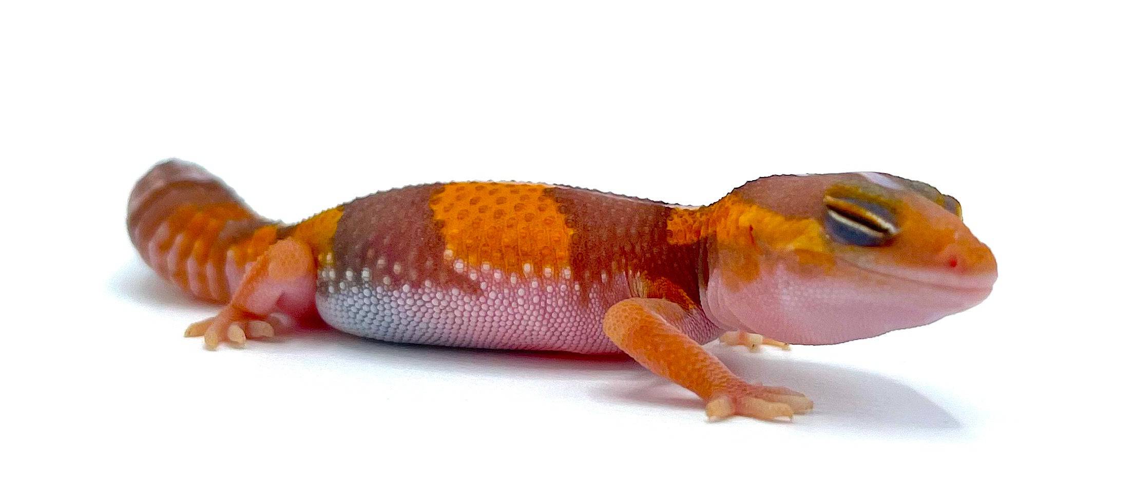 Apricot Albino African Fat Tail Gecko - Image 2