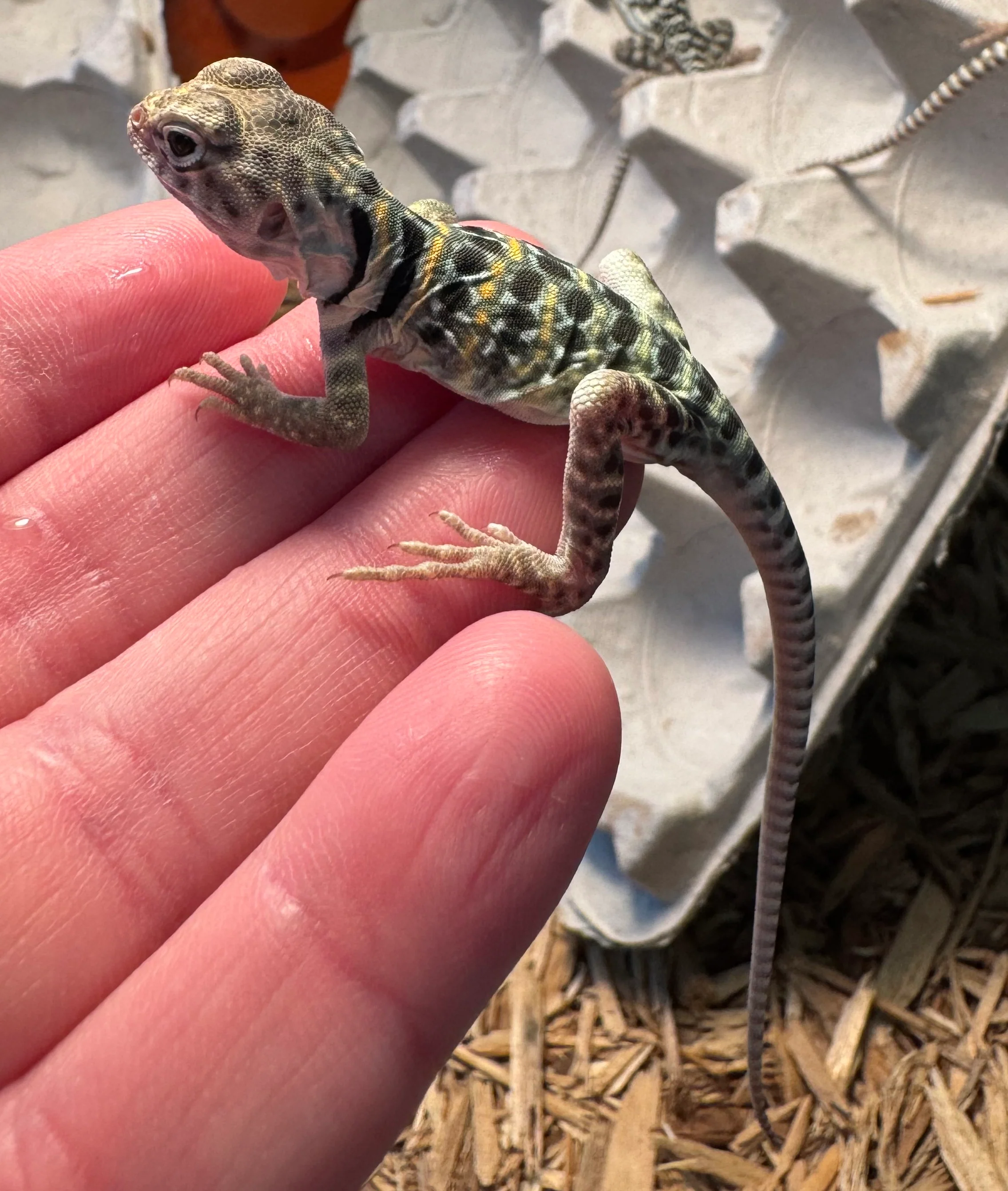 CB Baby Collard Lizard Blue Aqua Flame - Image 2