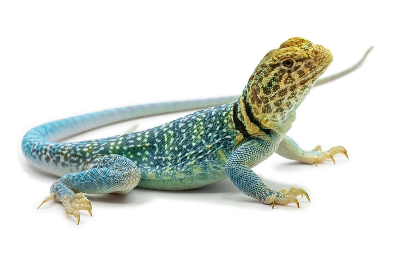 CB Baby Collard Lizard Blue Aqua Flame - Image 3