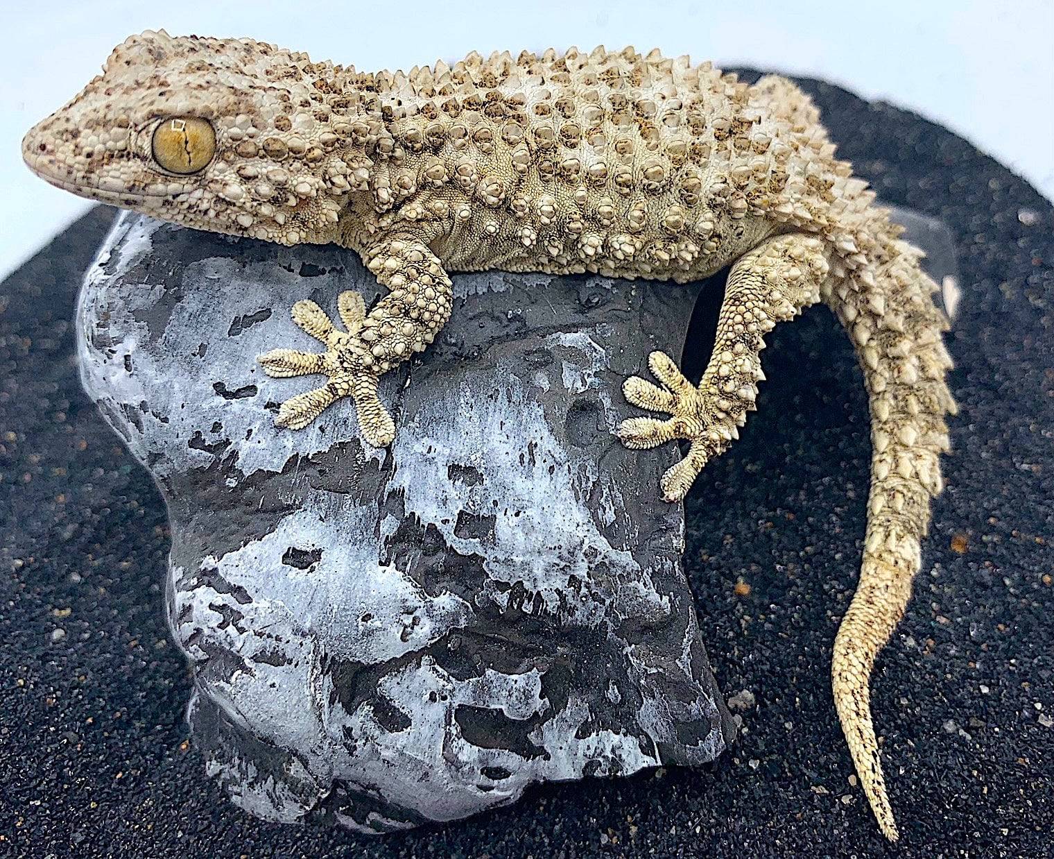 Arabian Crocodile Gecko (tarentola mauritanica)