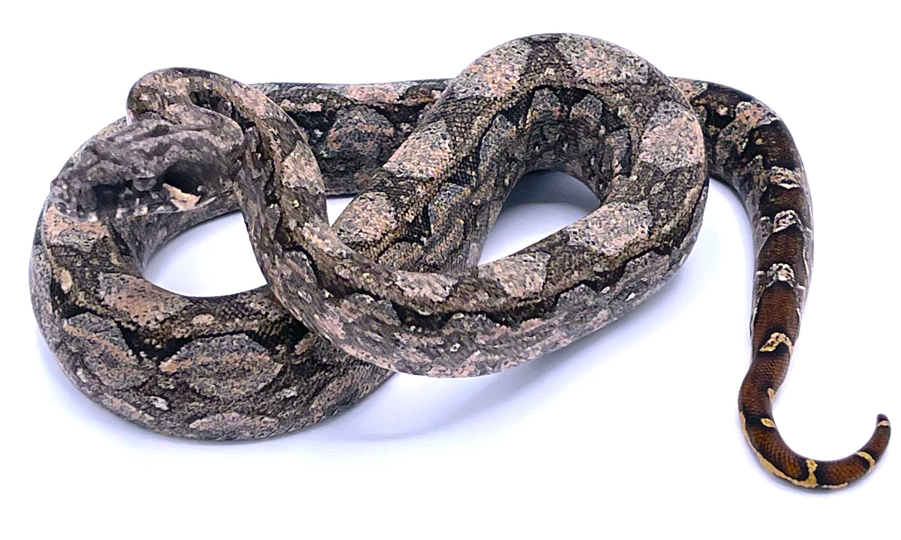 Argentine boa