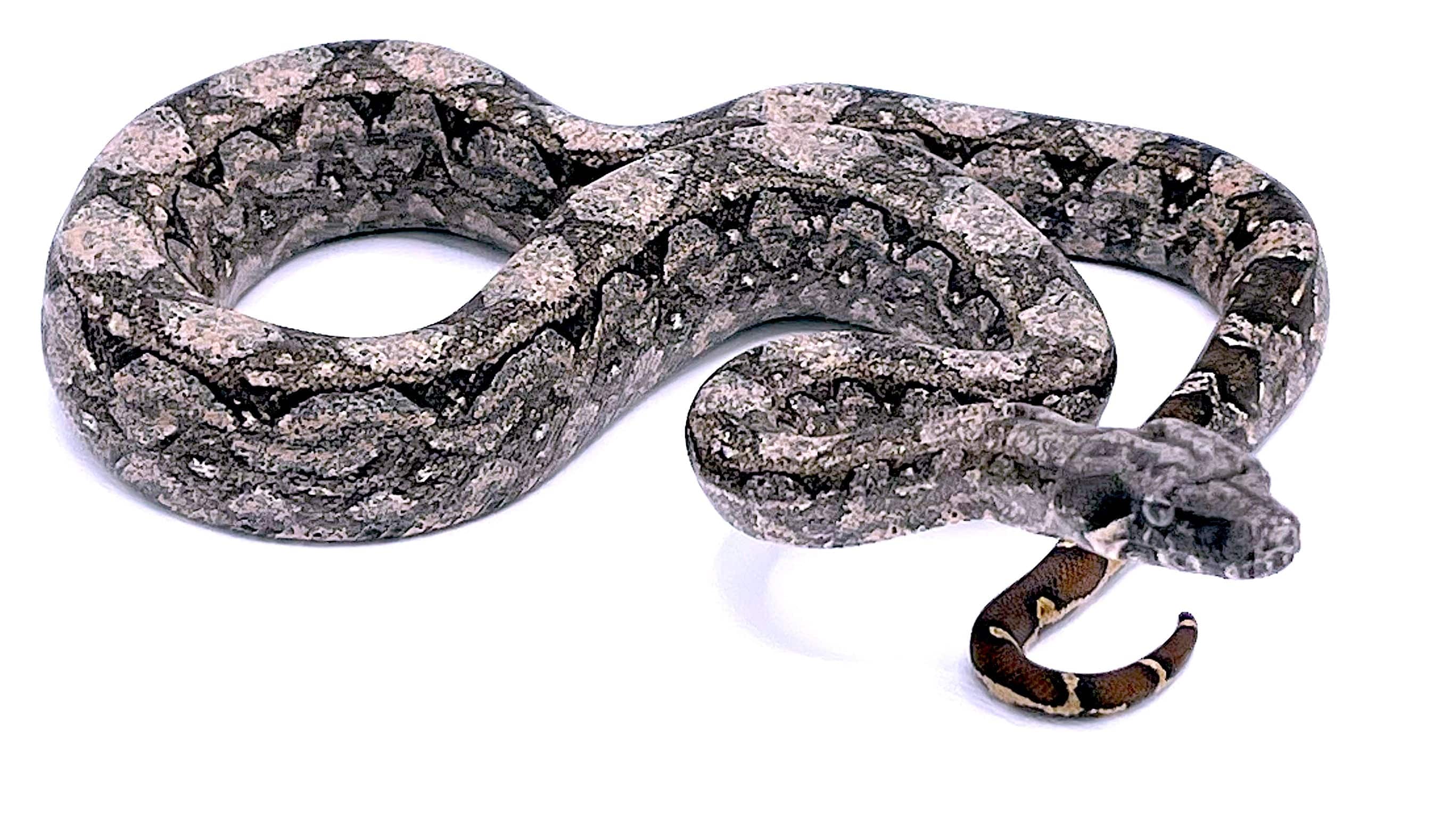 Argentine boa - Image 2