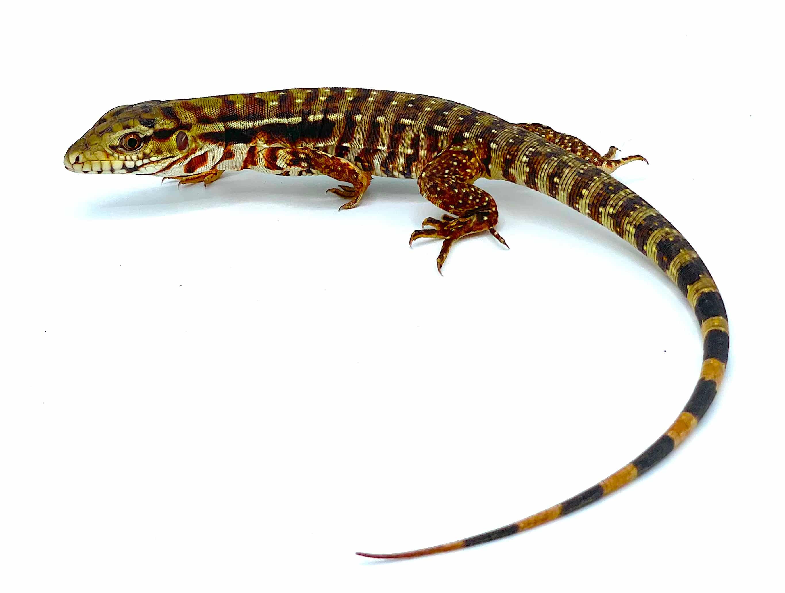 Argentine Red Tegu - Image 2