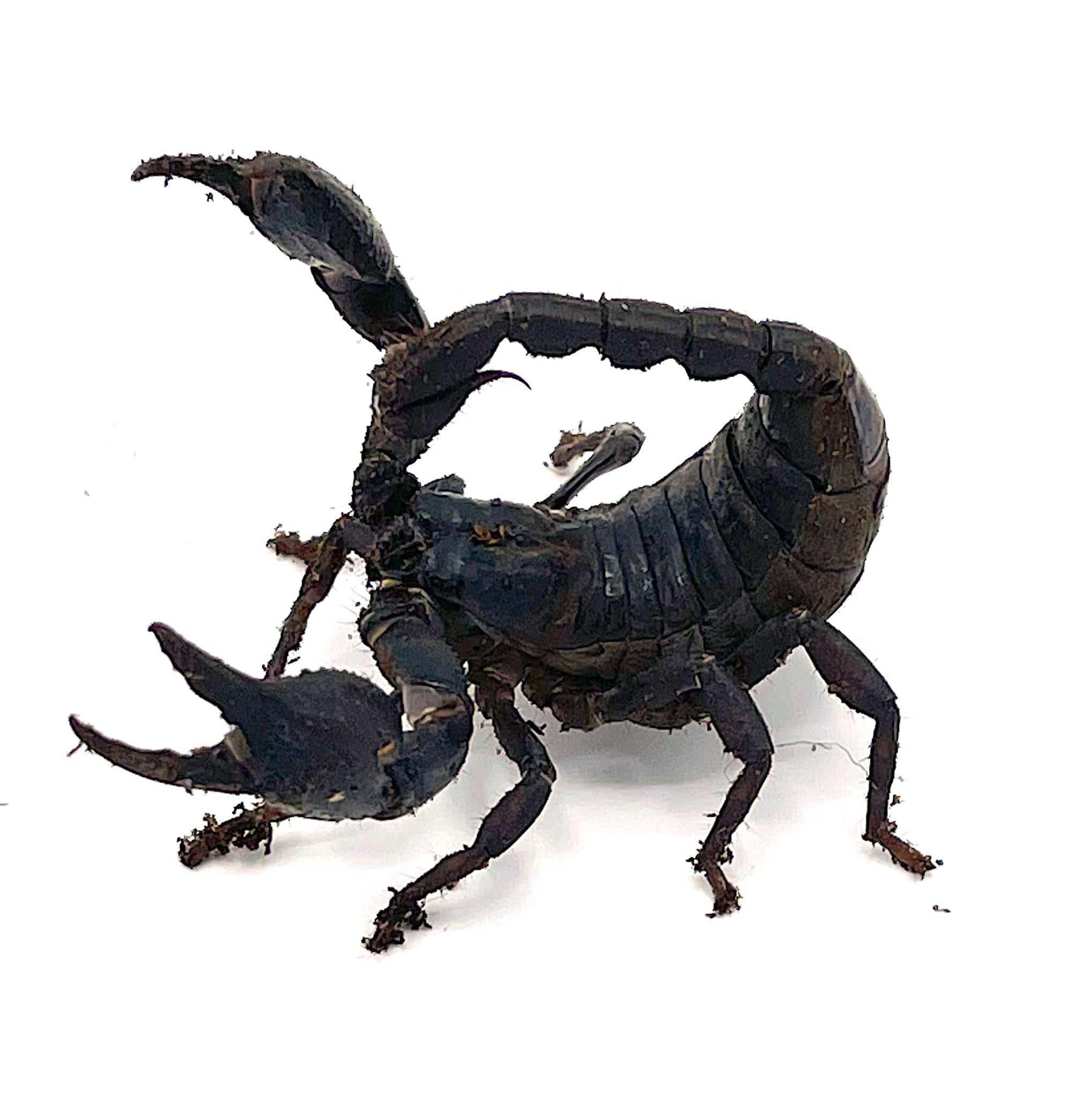 Asian Forest Scorpion