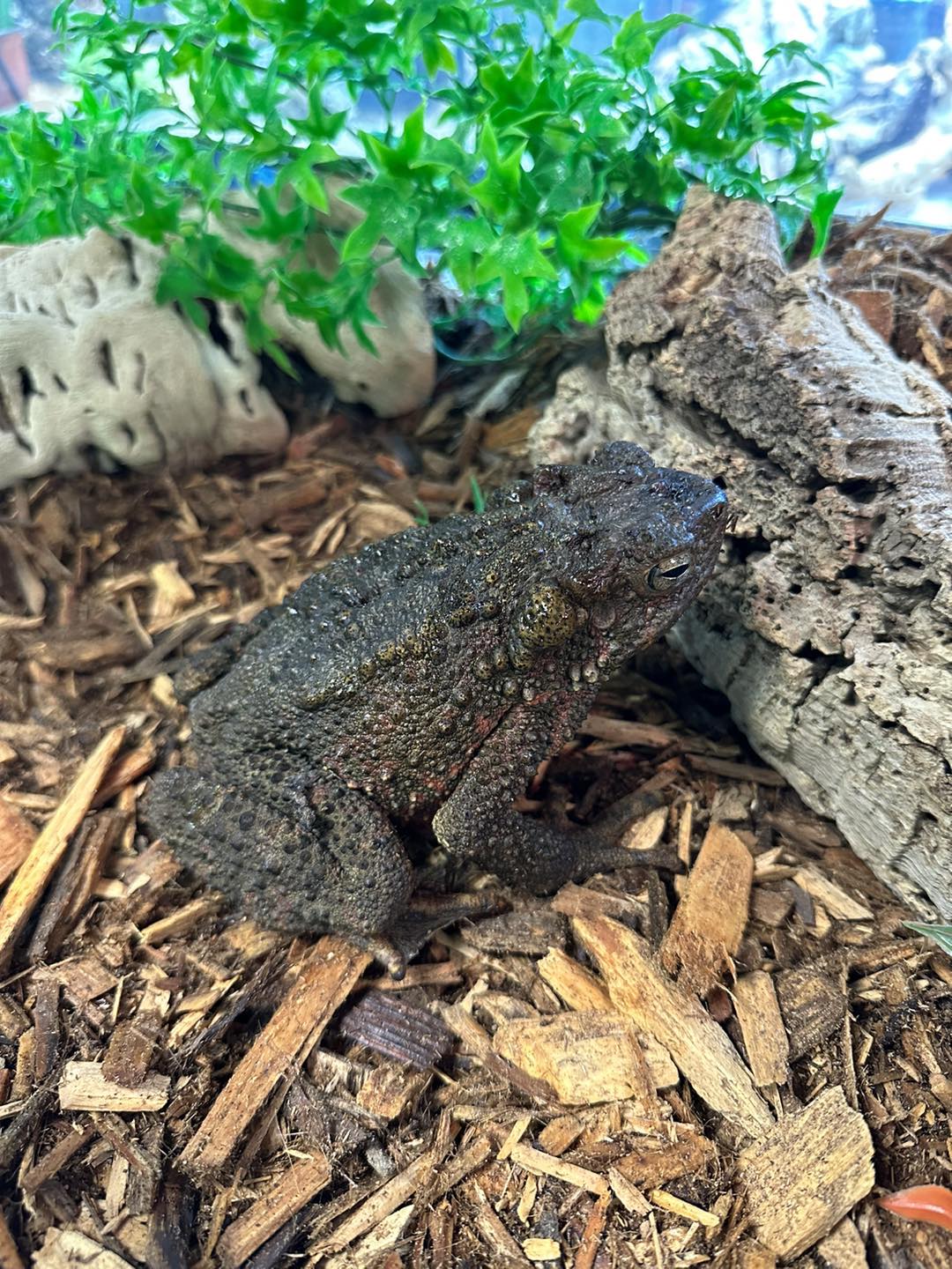 Asian Giant Bumpy Toad