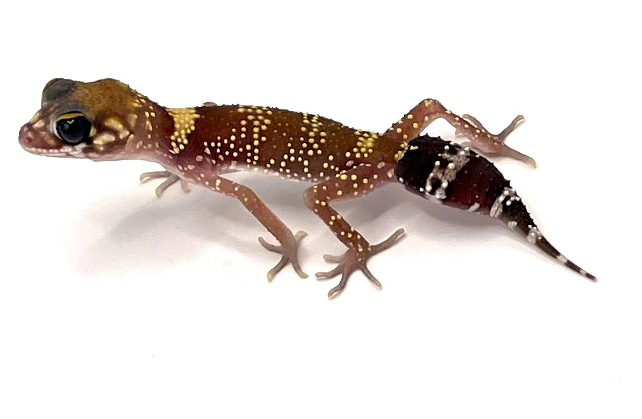 Australian Barking Gecko (Underwoodisaurus milii)