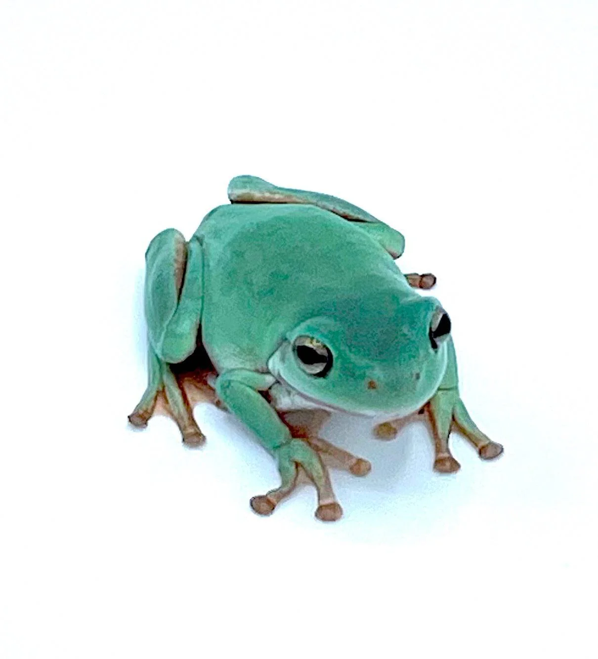Australian Blue Whites Tree Frog