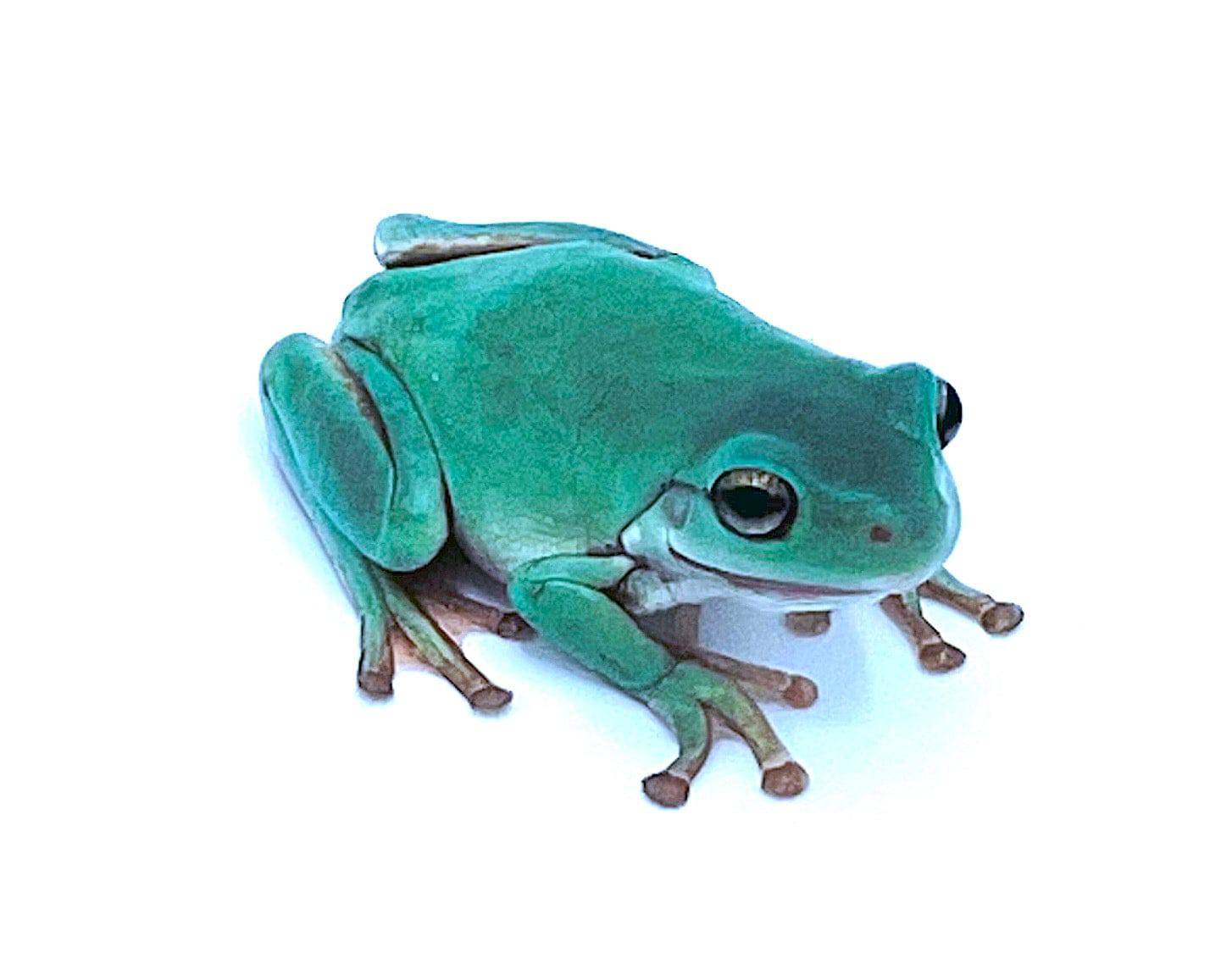 Australian Blue Whites Tree Frog - Image 2