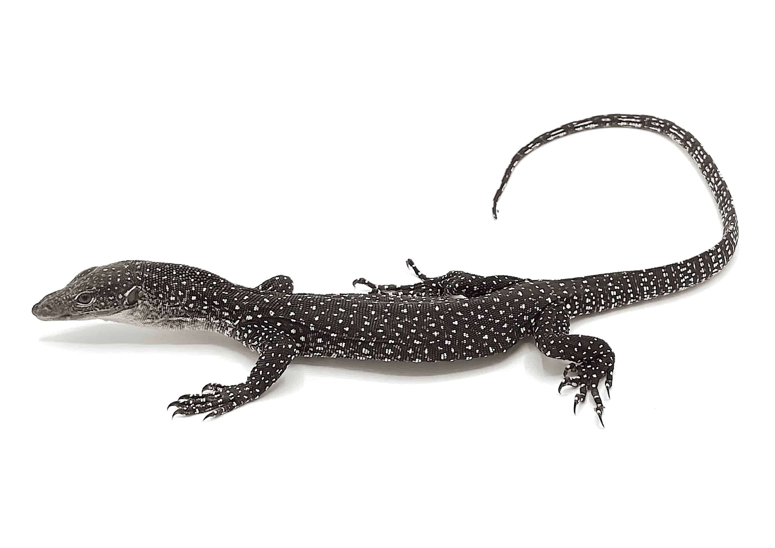 Axanthic Mangrove Monitor