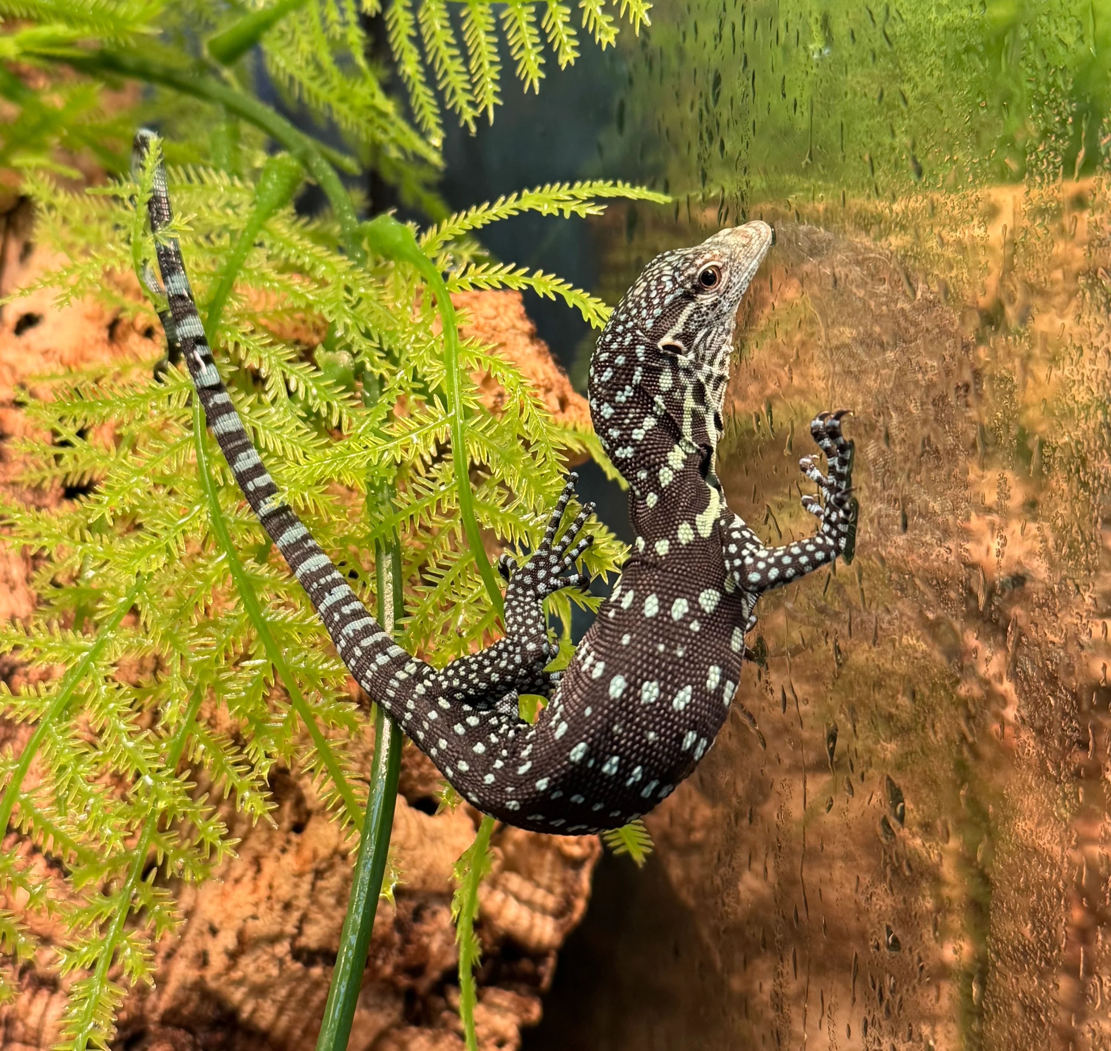 Baby Blue Tree Monitor (Varanus macraei) (BTM2)