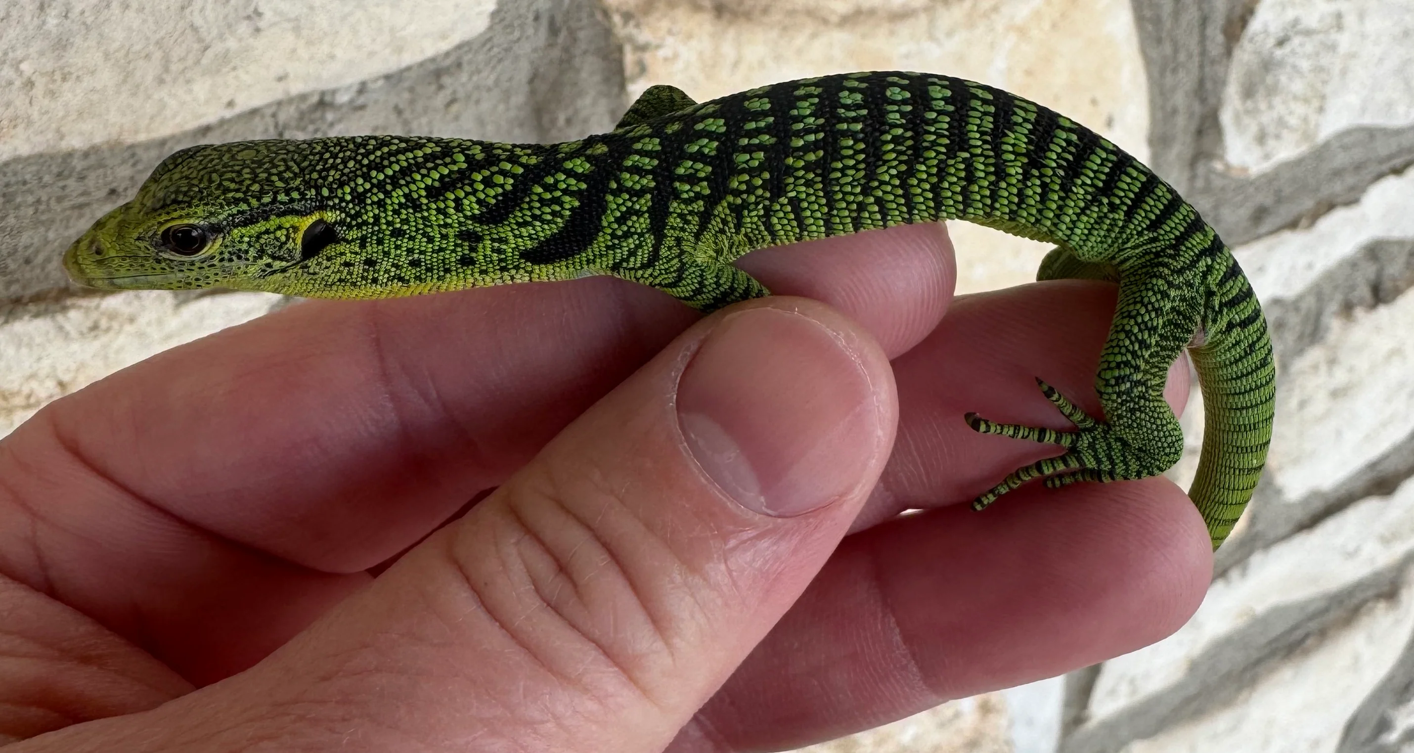 Baby Green Tree Monitor (GTM1) - Image 2