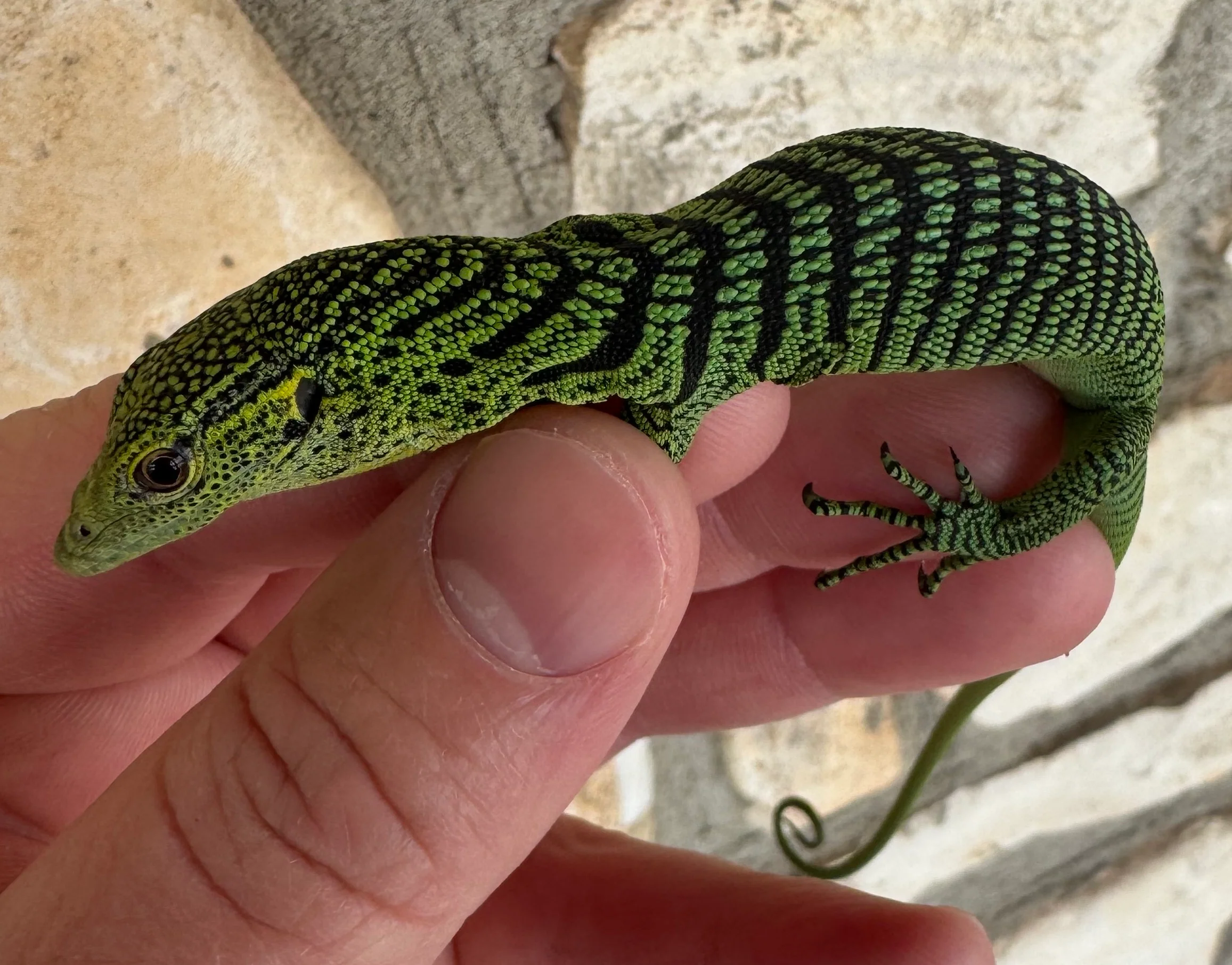 Baby Green Tree Monitor (GTM2) - Image 2
