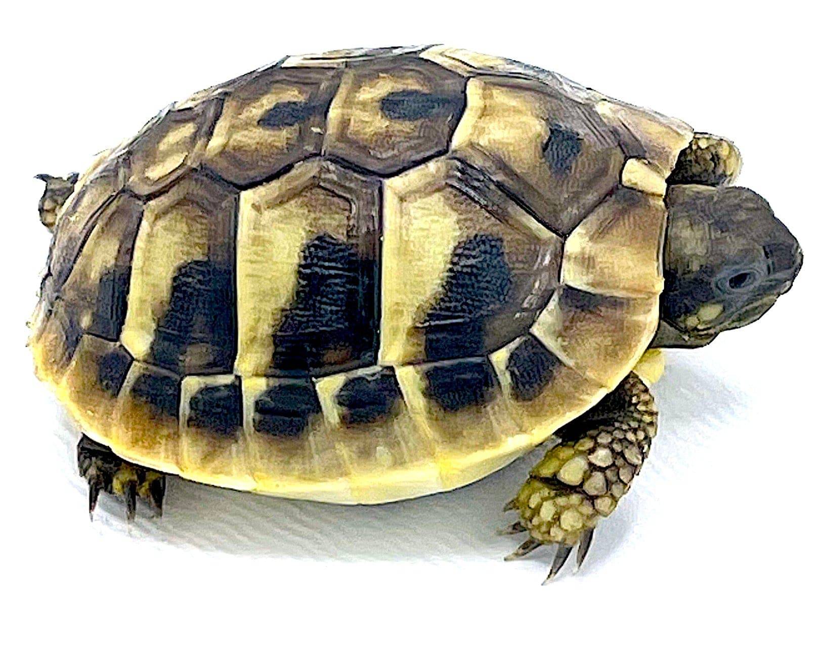 Baby Herman's Tortoise- USA Captive Born and Bred
