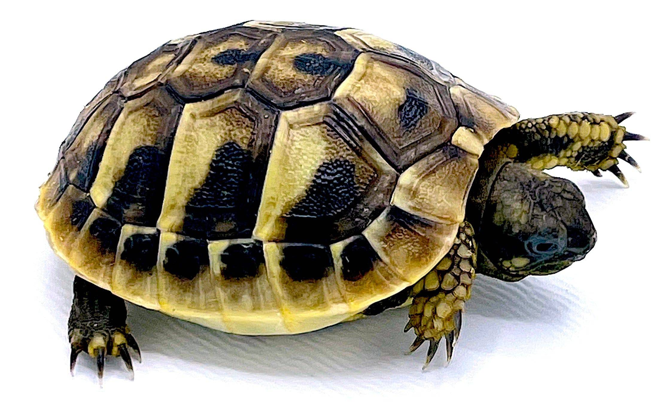 Baby Herman's Tortoise- USA Captive Born and Bred - Image 2