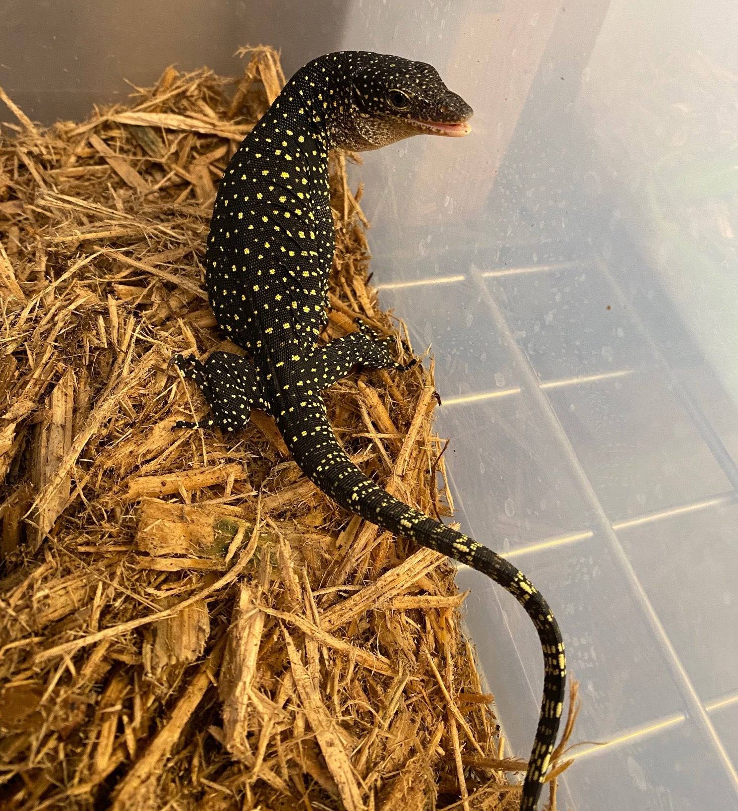 Baby Mangrove Monitor - Image 3