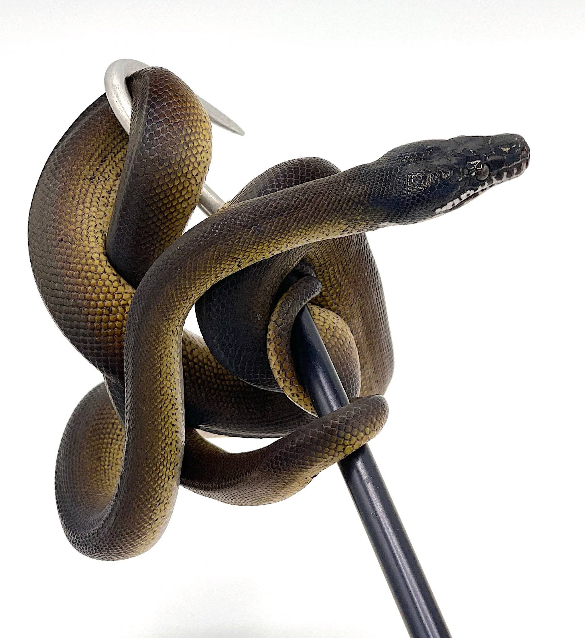 Baby Northern White Lip Python