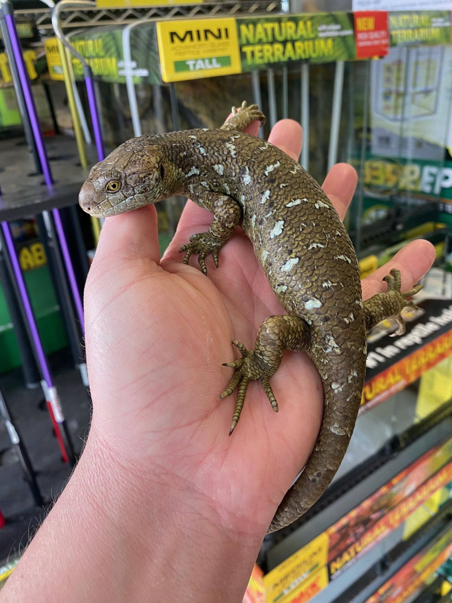 Baby Prehensile Monkey Tail Skinks - Image 3