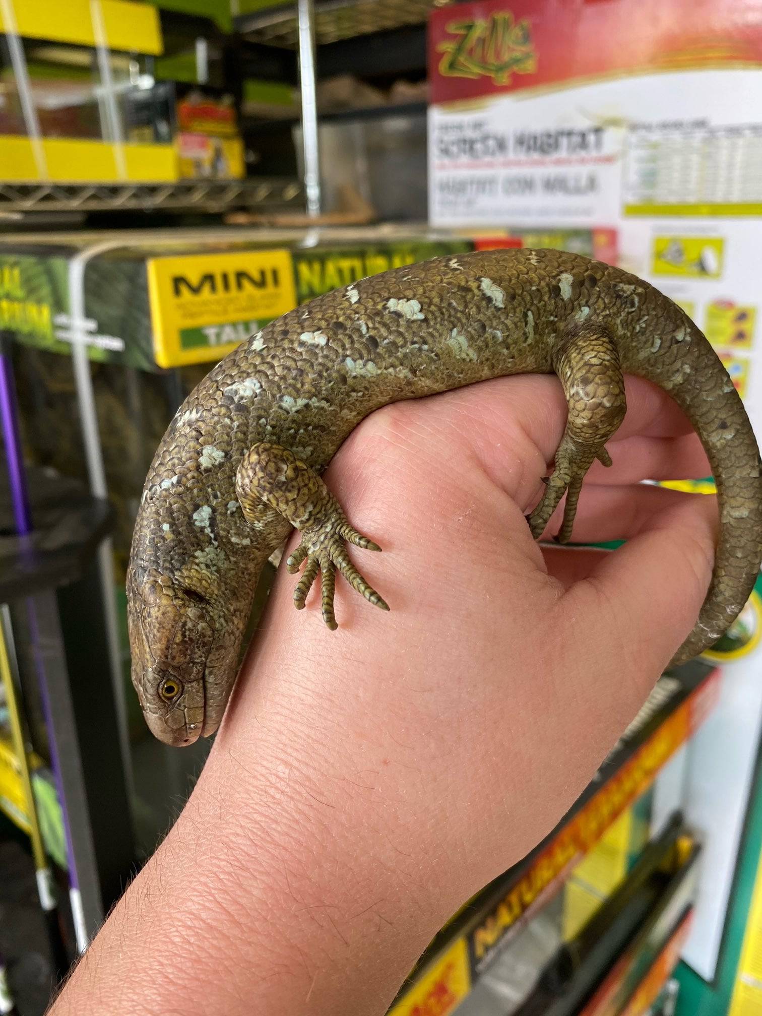 Baby Prehensile Monkey Tail Skinks - Image 4