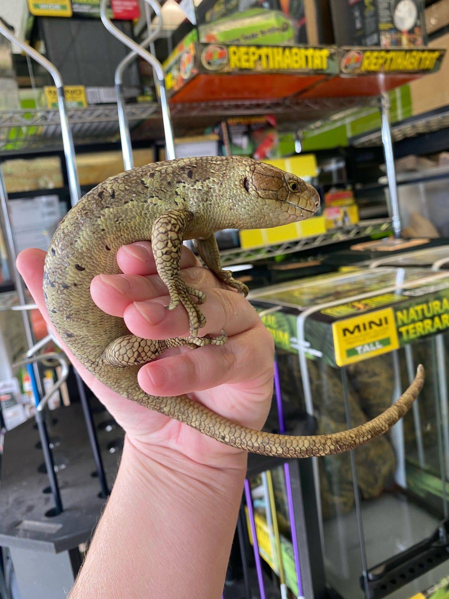 Baby Prehensile Monkey Tail Skinks - Image 5