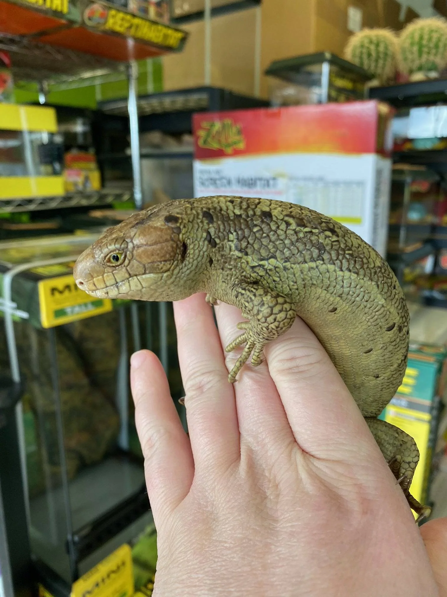 Baby Prehensile Monkey Tail Skinks - Image 6