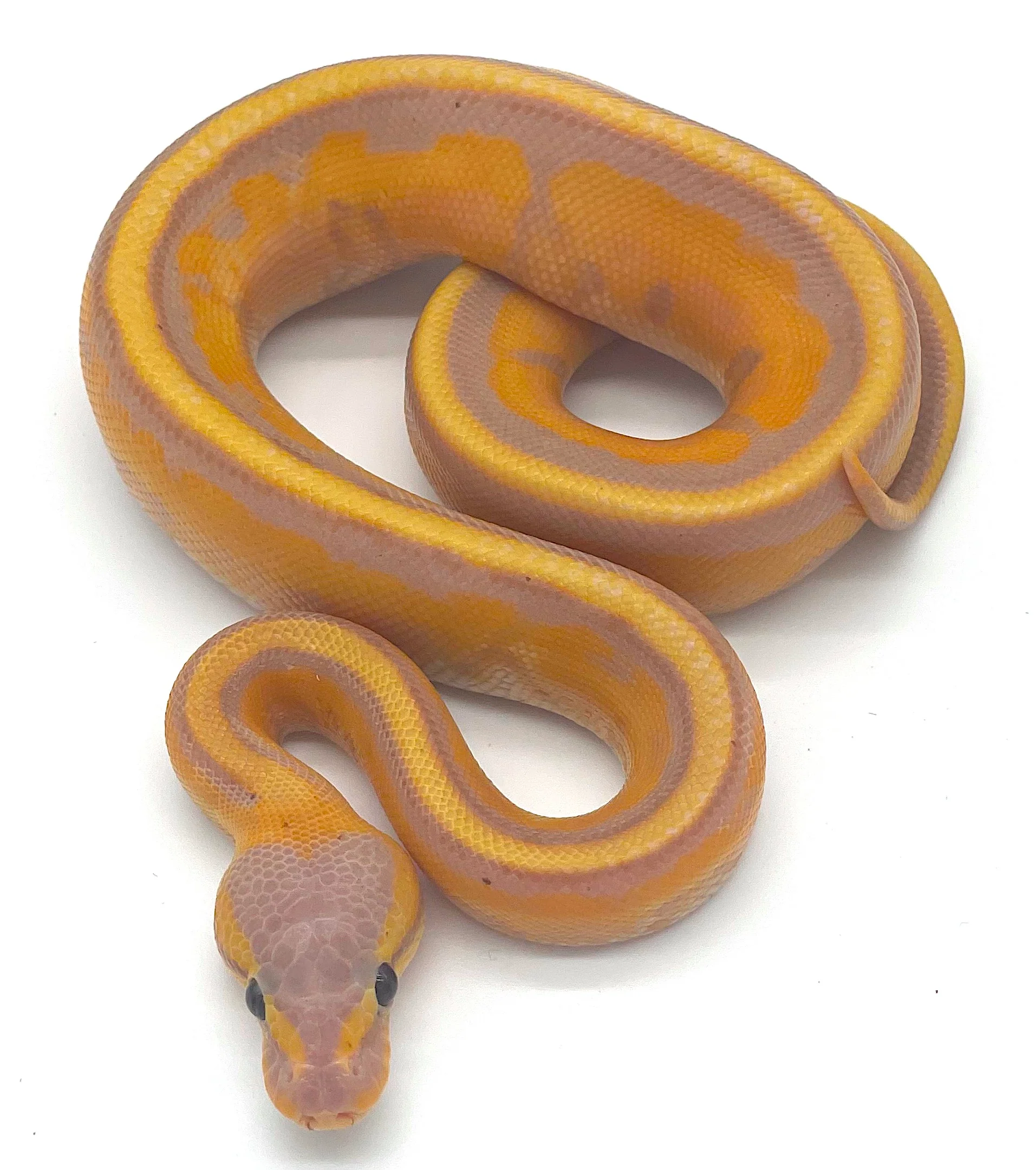Banana Genetic Stripe Ball Python