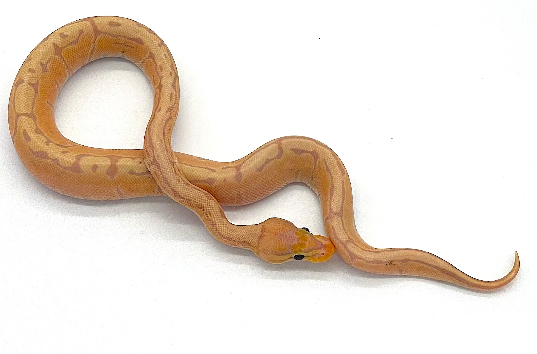 Banana Pinstripe Ball Python